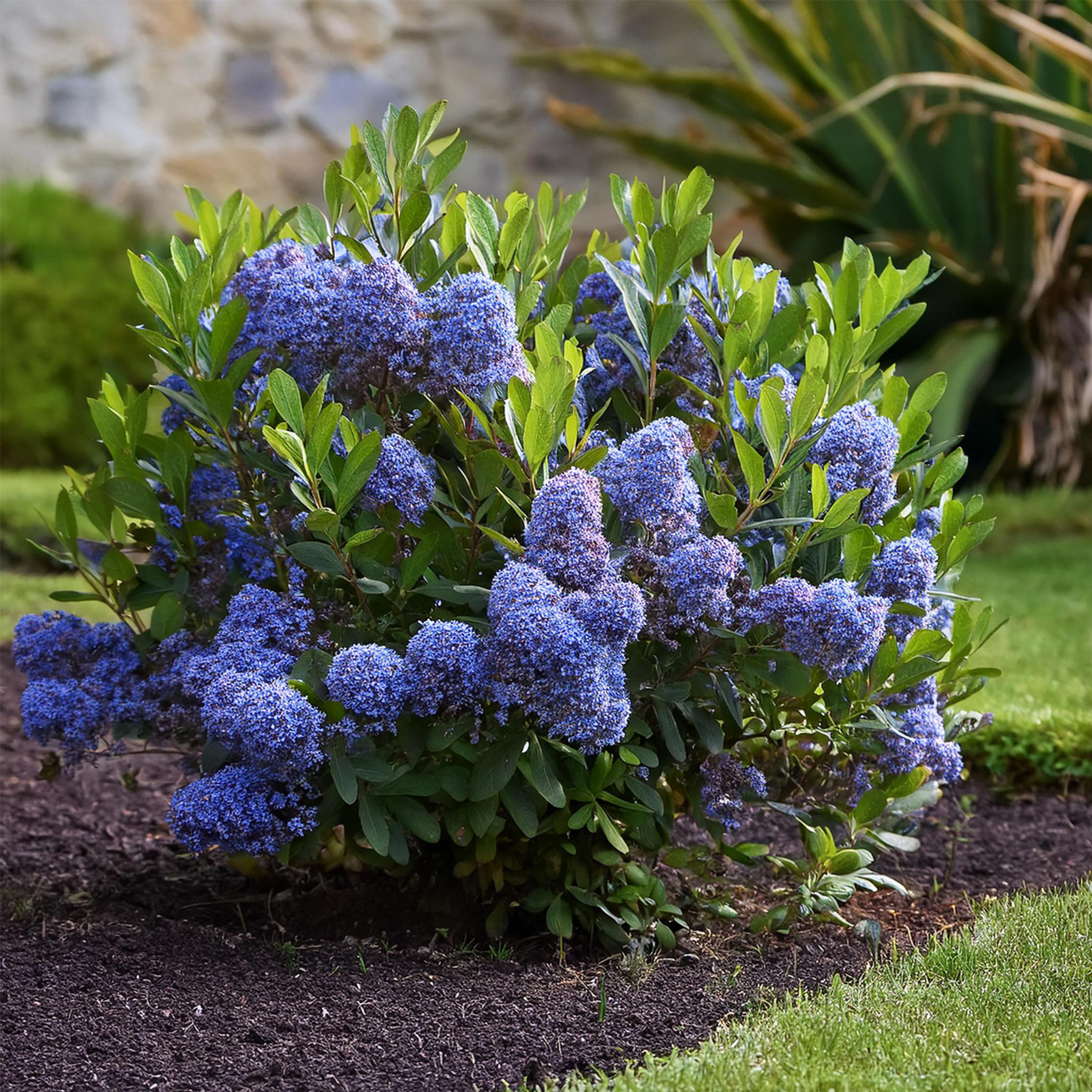 Plant in a Box - Ceanothus thyrsiflorus Repens - Set de 2 - Floración primaveral - Hojas brillantes - Arbusto perennifolio - Maceta 17cm - Altura 60-70cm