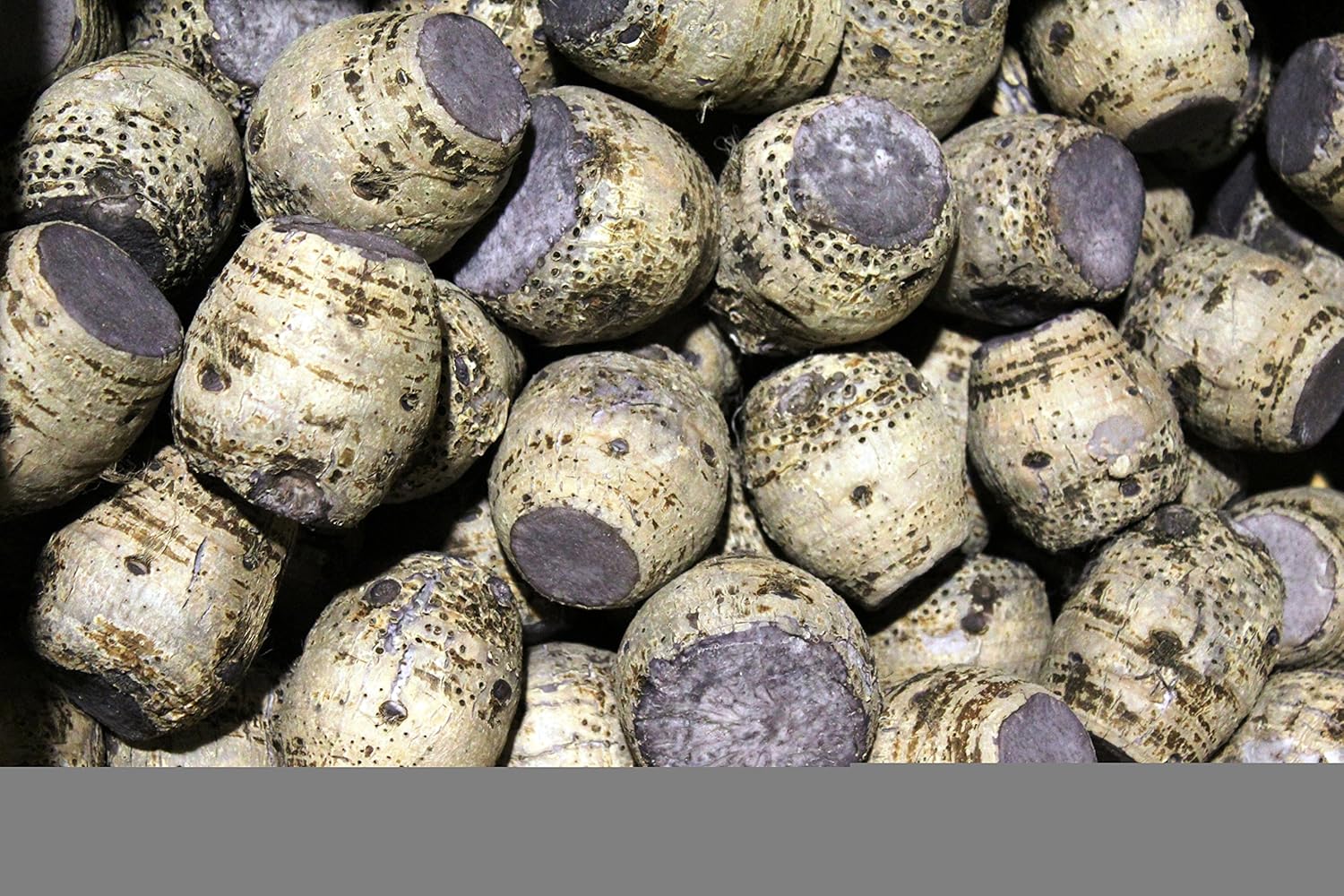 Amazon 田芋 ターム 2kg Ssサイズ 沖縄県産 田楽に最適サイズ 加熱調理済 たま青果 いも類 通販 Amazon 田芋 ターム 2kg Ssサイズ 沖縄県産 田楽に最適サイズ 加熱調理済 たま青果 いも類 通販
