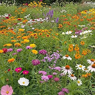 14 Backyard Deck Ideas for Functional Relaxed Outdoor Use 54 Ferry-Morse Butterfly Mix Bulk Wildflower Seeds, 1lb