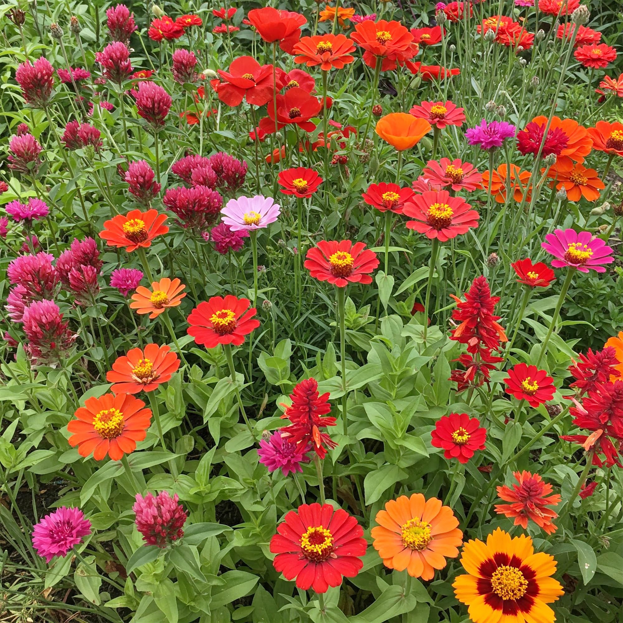Ferry-Morse Red Bulk Wildflower Seeds, 440,000+, 1 lb