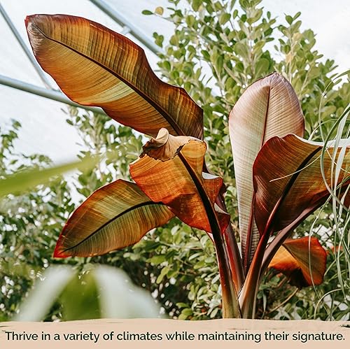 Miniatura 6 de KVITER 5 semillas de árbol de plátano abisinio rojo (Musa Ensete Ventricosum) – Semillas de planta de plátano ornamental orgánicas orgánicas no