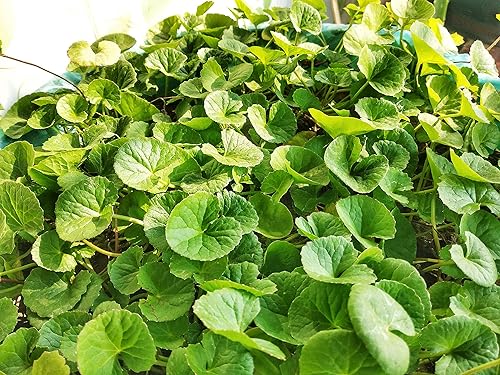 Miniatura 3 de Más de 200 semillas Gotu Kola Big Leaf Centella Asiatica Indian Pennywort Brahmi Rau Má Plantación de vegetales orgánicos sin OMG, verde