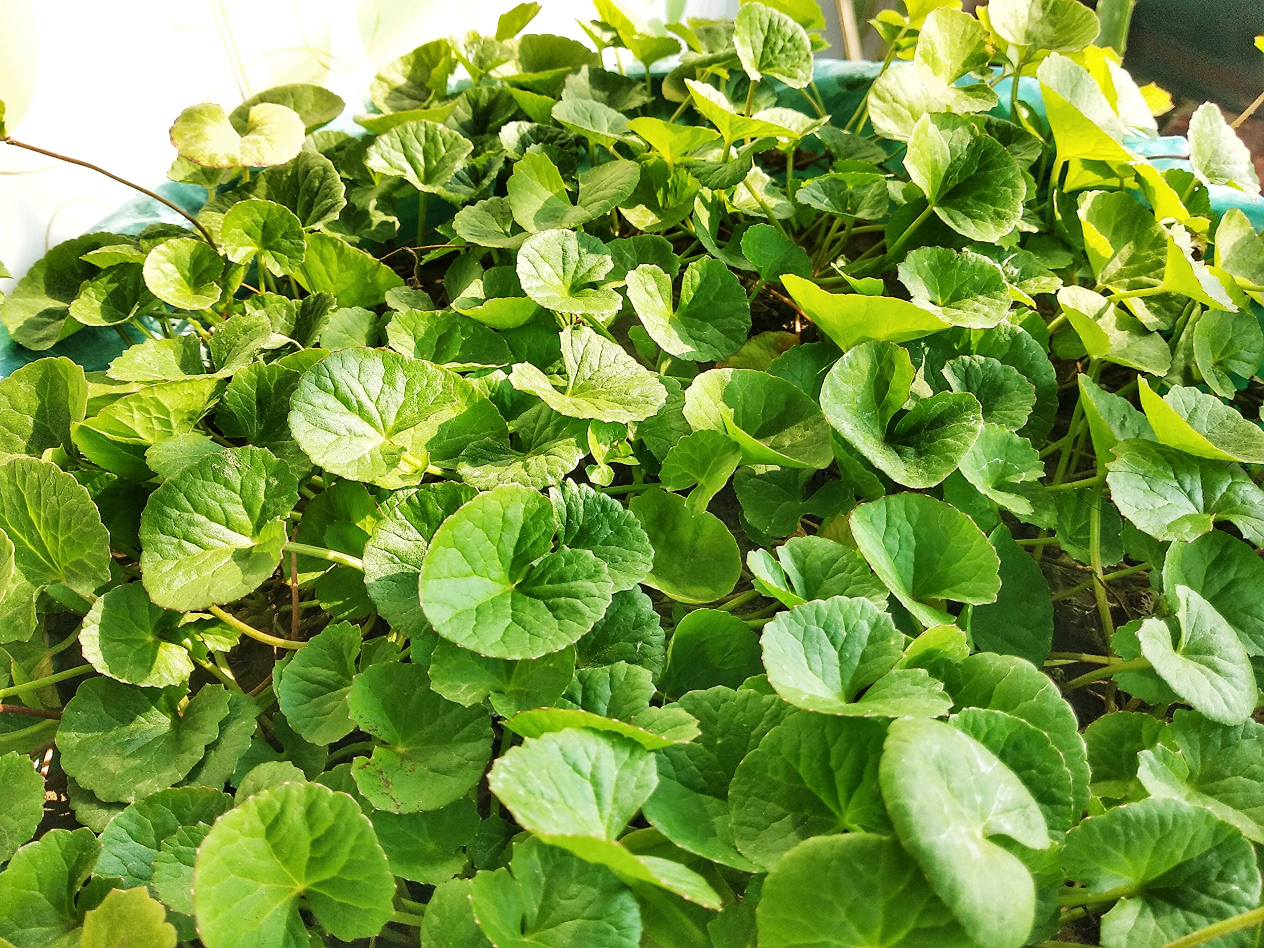 S. D ENTERPRISE All Time Thankuni Pata/Centella asiatica Live Plant (B0CM98GKMM) Amazon Price History, Amazon Price Tracker