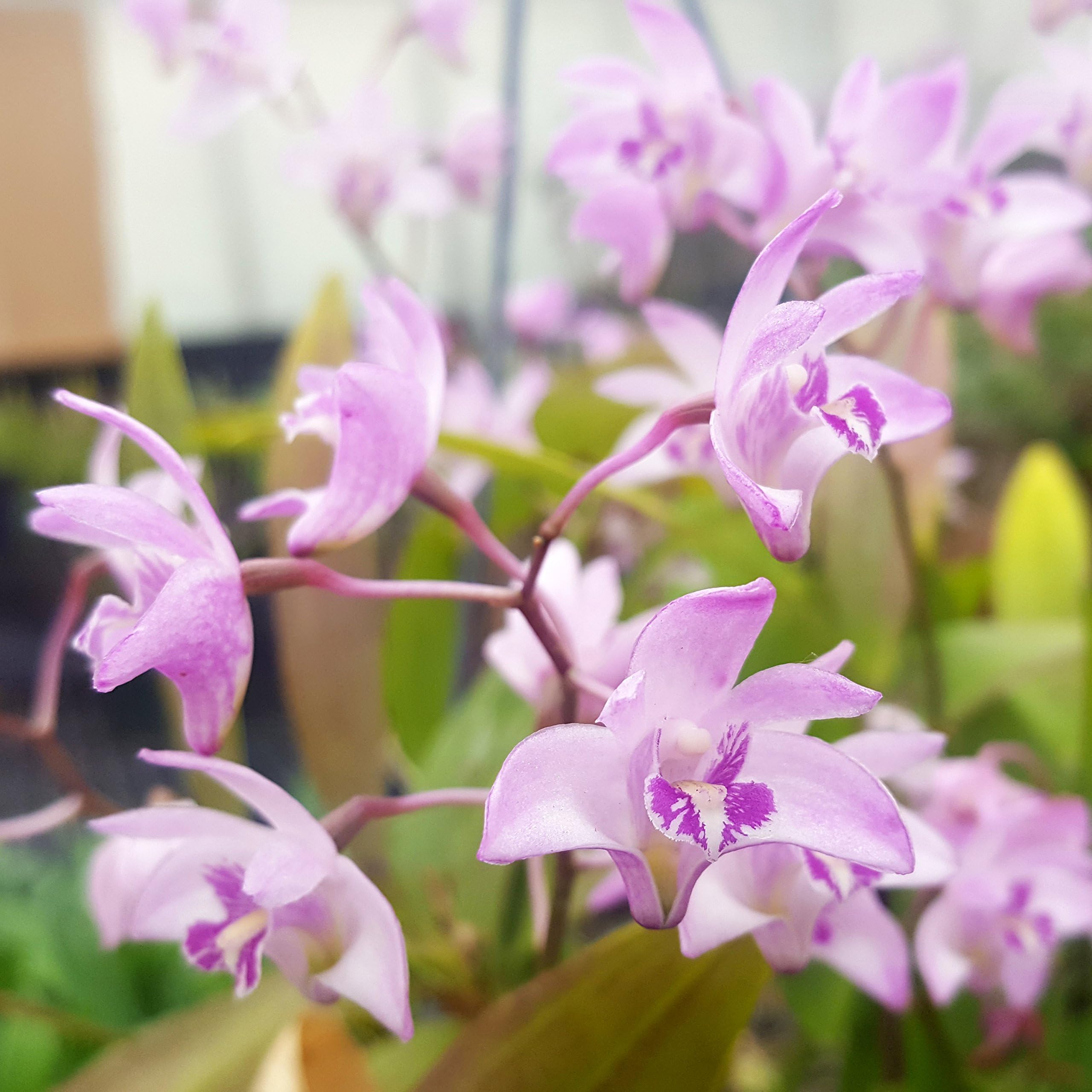 Easy Growing Fragrant Orchid - Dendrobium kingianum Live Plant - Pot and Soil Included - Perfect Beginner Orchid