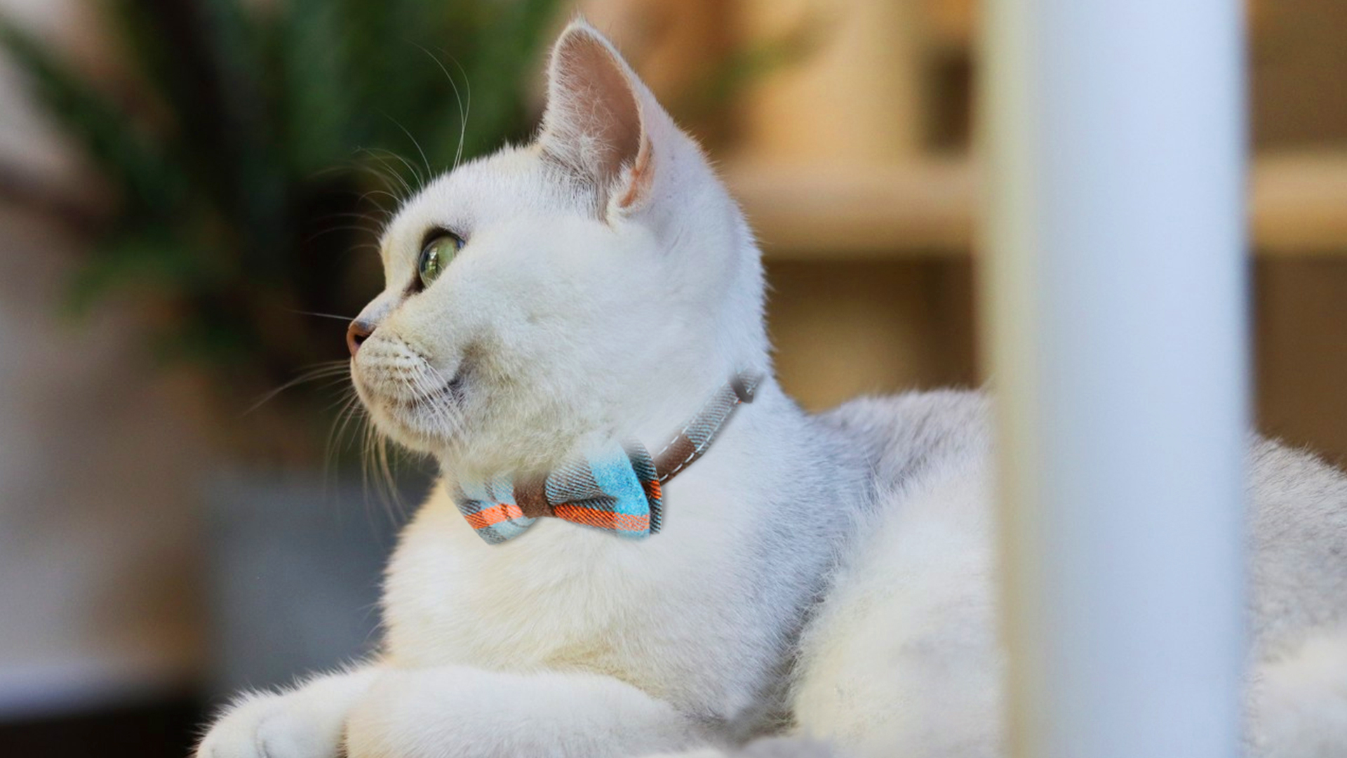 cat bow tie collar amazon