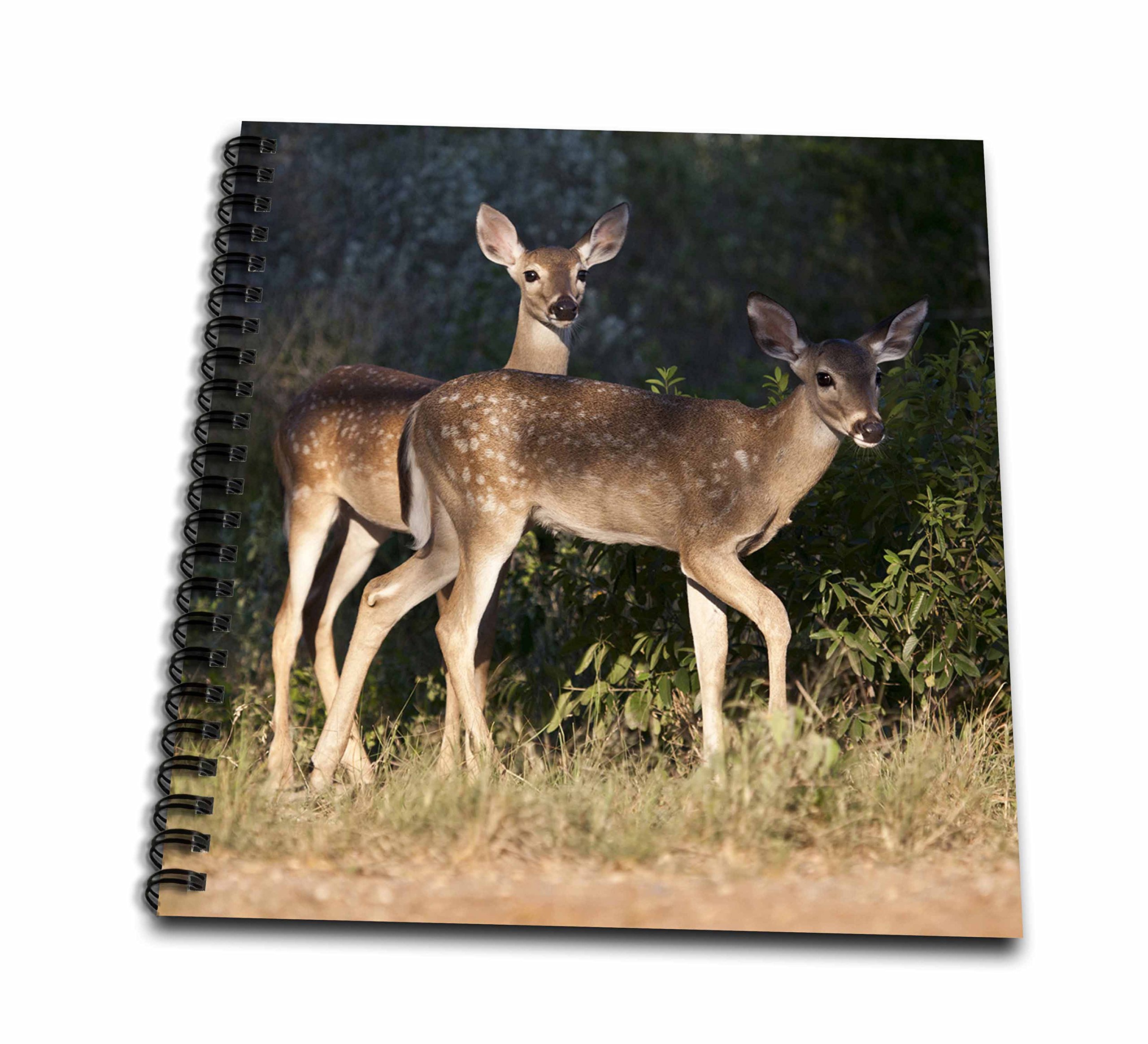 Livre de mémoire cerf à queue blanche 30x30 cm pour photos souvenirs Larry Ditto