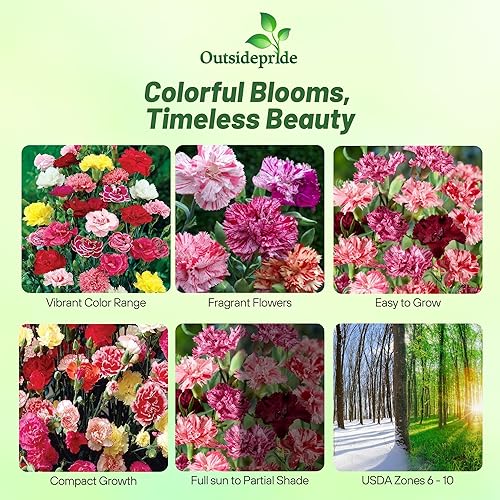 Miniatura 9 de Outsidepride Dianthus Caryophyllus Carnation Raspberry Ripple Cut Flower GardenPlant Semillas