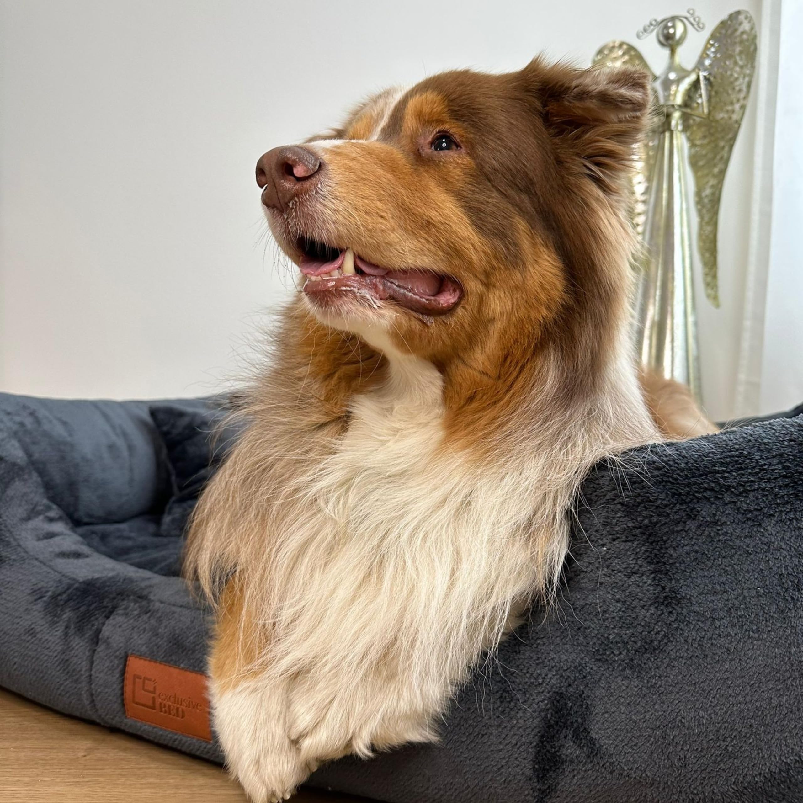 Cama Ortopédica Candy | Felpa | Duradera | Base Antideslizante | Sofá para Perros (L+|90x70cm, Azul Marino)