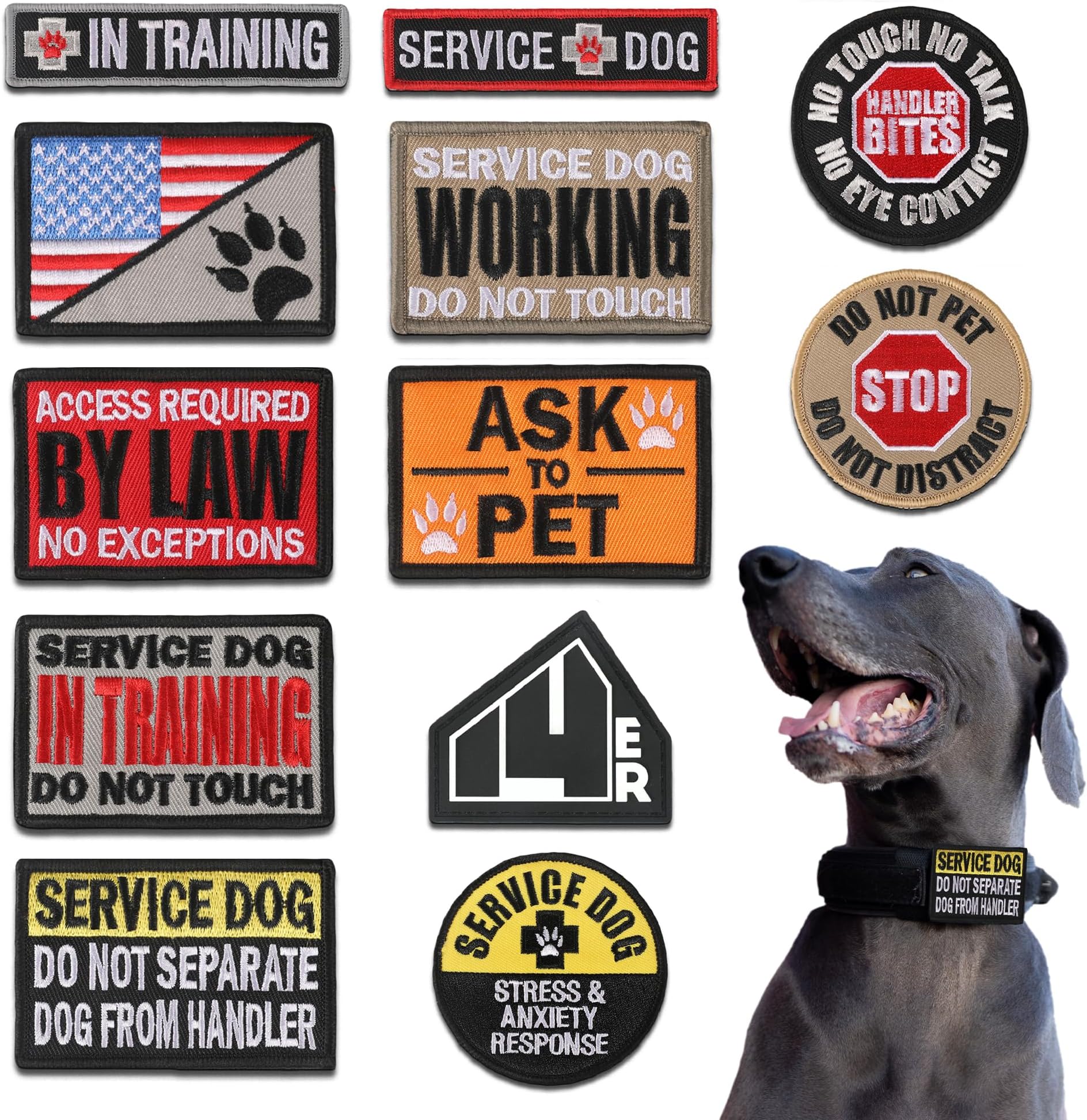 Service Dog in Training Working No Touch PTSD Do Not