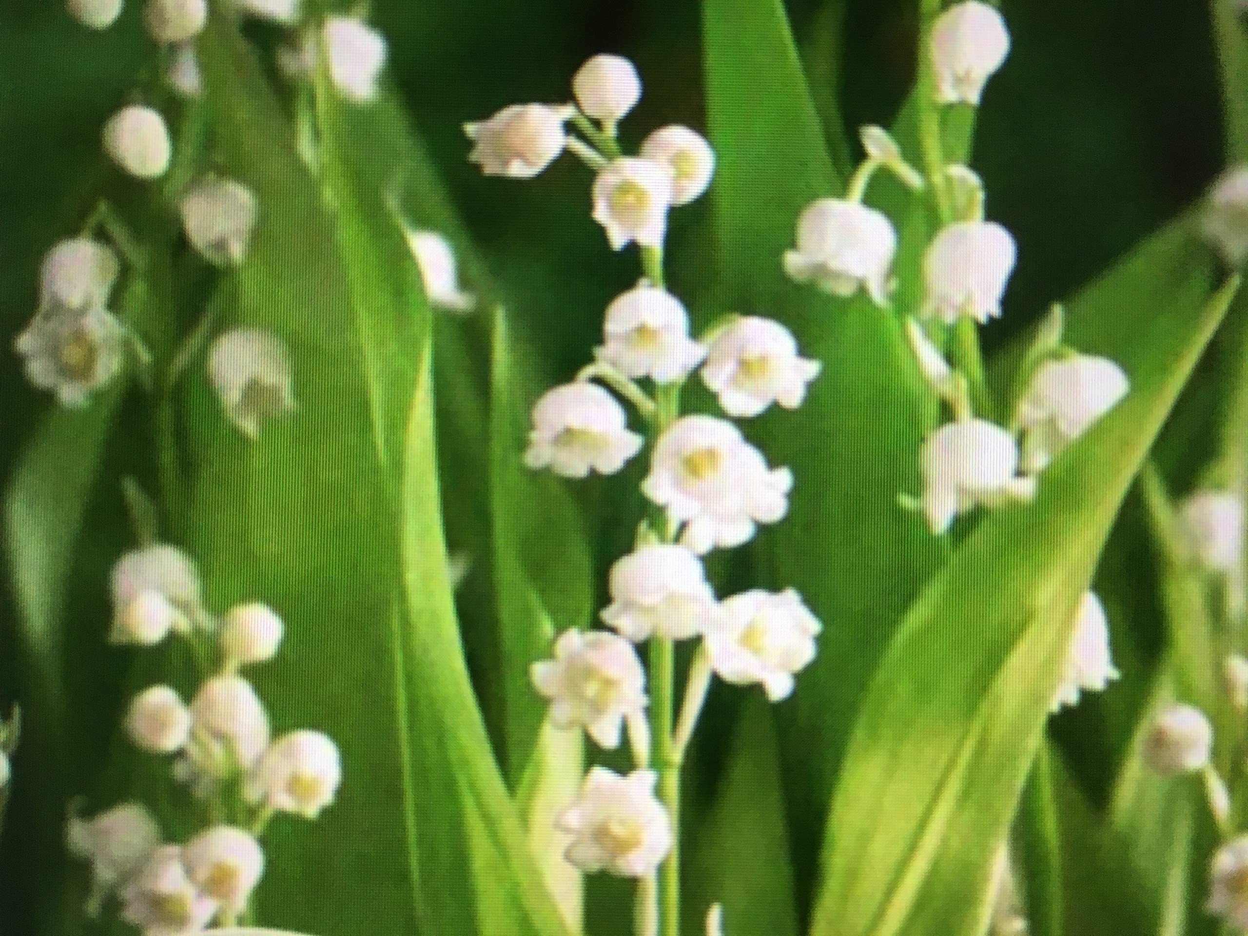 Convallaria MAJALIS Lilly of The Valley Plant
