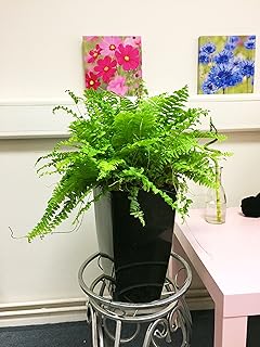 1 planta de helecho Evergreen Boston en maceta alta de Milano, color negro brillante