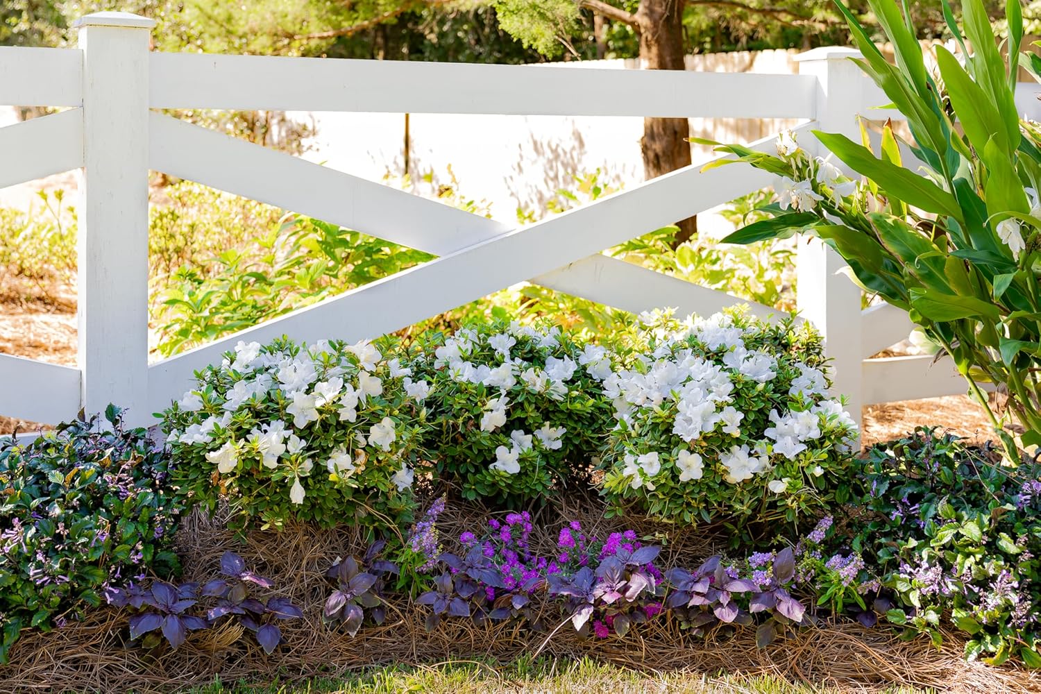 Encore Azalea Autumn Ivory (1 Gallon) White Flowering Shrub - Full Sun Live Outdoor Plant