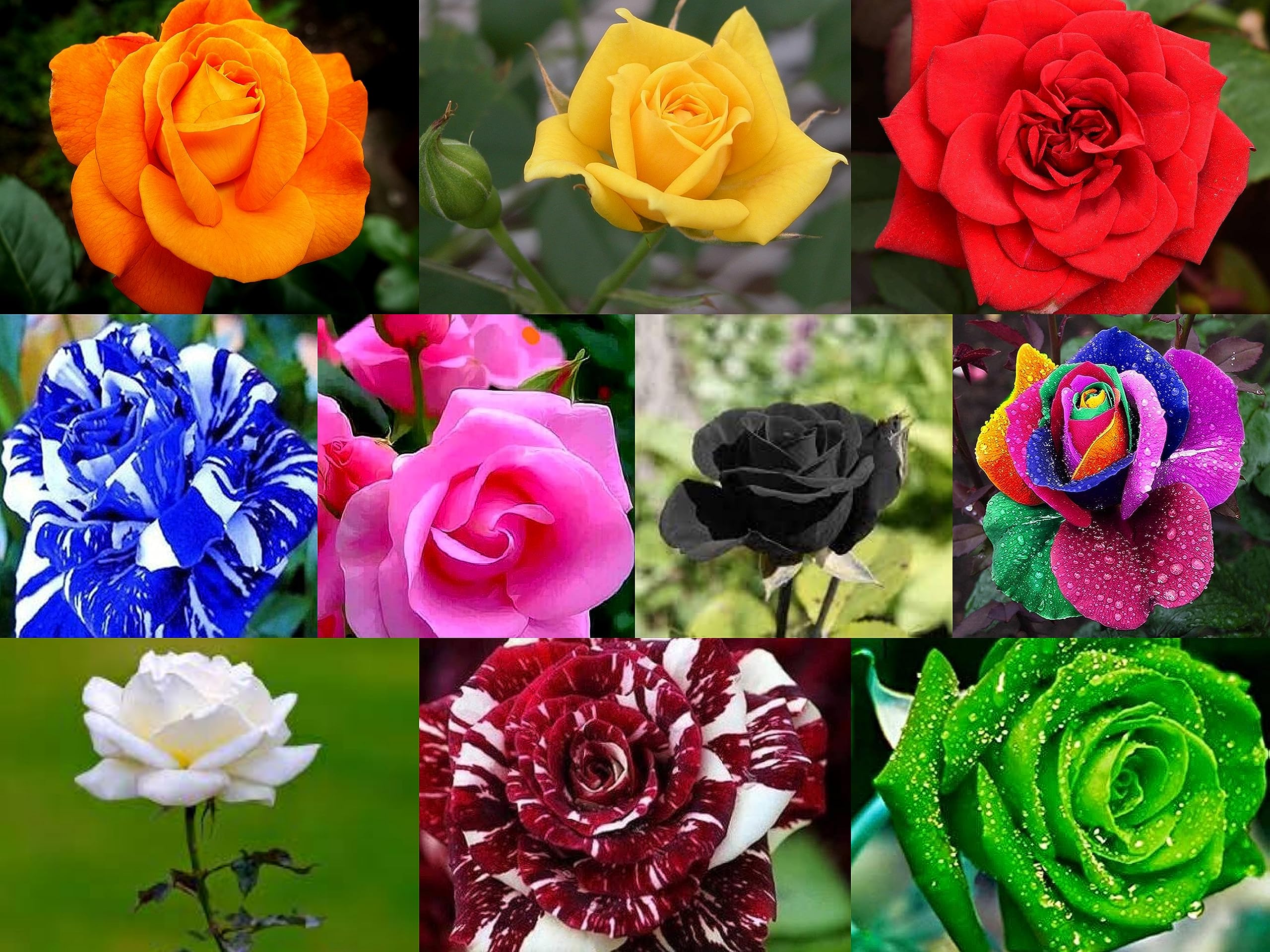 10 Colour Rose Flower Seeds- Combo Pack - 15 X 10-150+ Seeds - Grow Year Round (B0CH1L6XLM) Amazon Price History, Amazon Price Tracker
