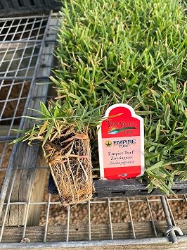 Empire Turf Zoysia Grass Plugs