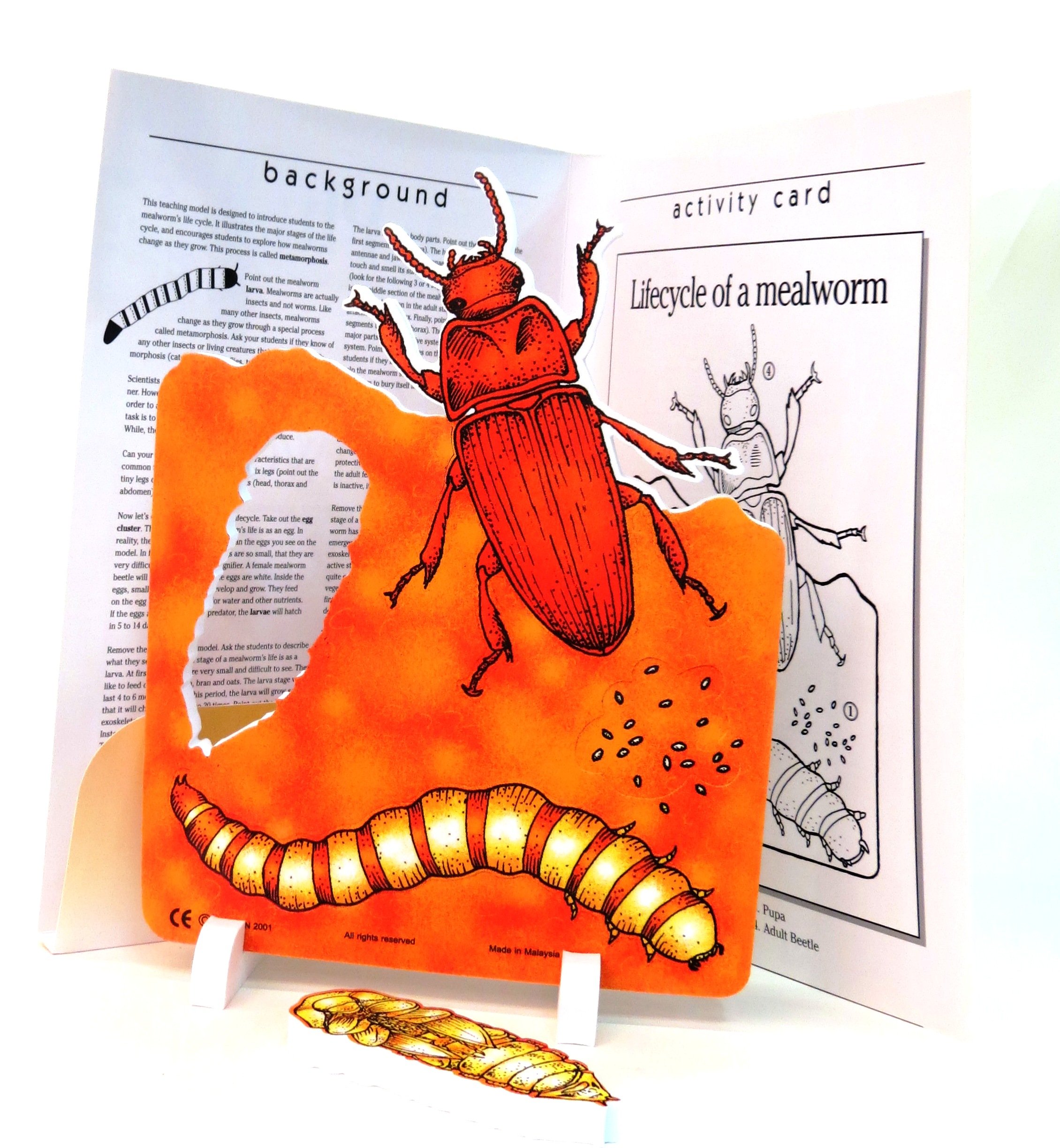 Buy ETA Hand2mind Life Cycle Of A MealWorm Model Online At DesertcartJapan Buy ETA Hand2mind Life Cycle Of A MealWorm Model Online At DesertcartJapan