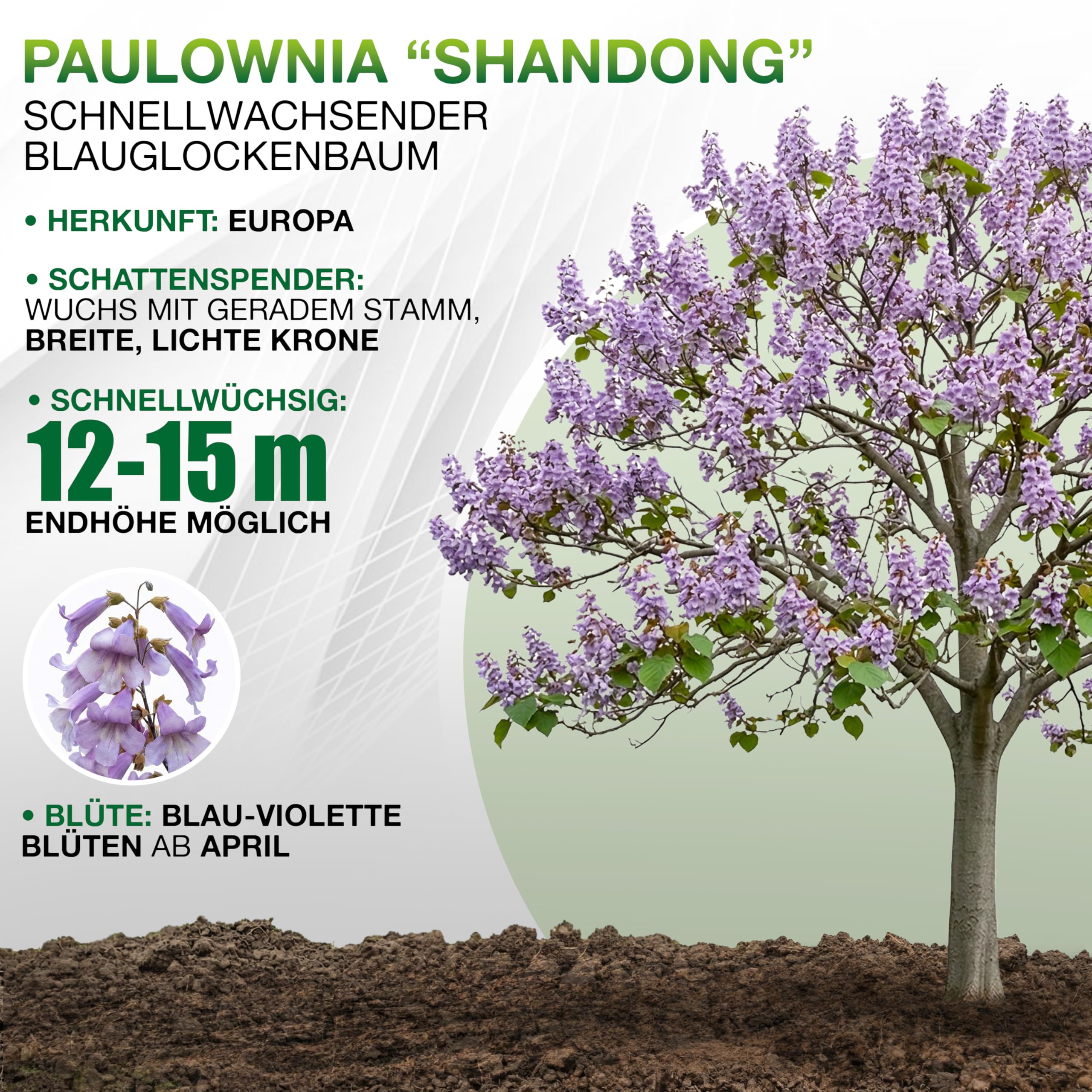 1x Blauglockenbaum Paulownia Shandong – 3-jähriger Wurzelstock – schnellwachsender Kiribaum mit blauvioletten Glockenblüten – winterhart bis ca. -15 °C – Zier-, Schatten- & Wertholzbaum