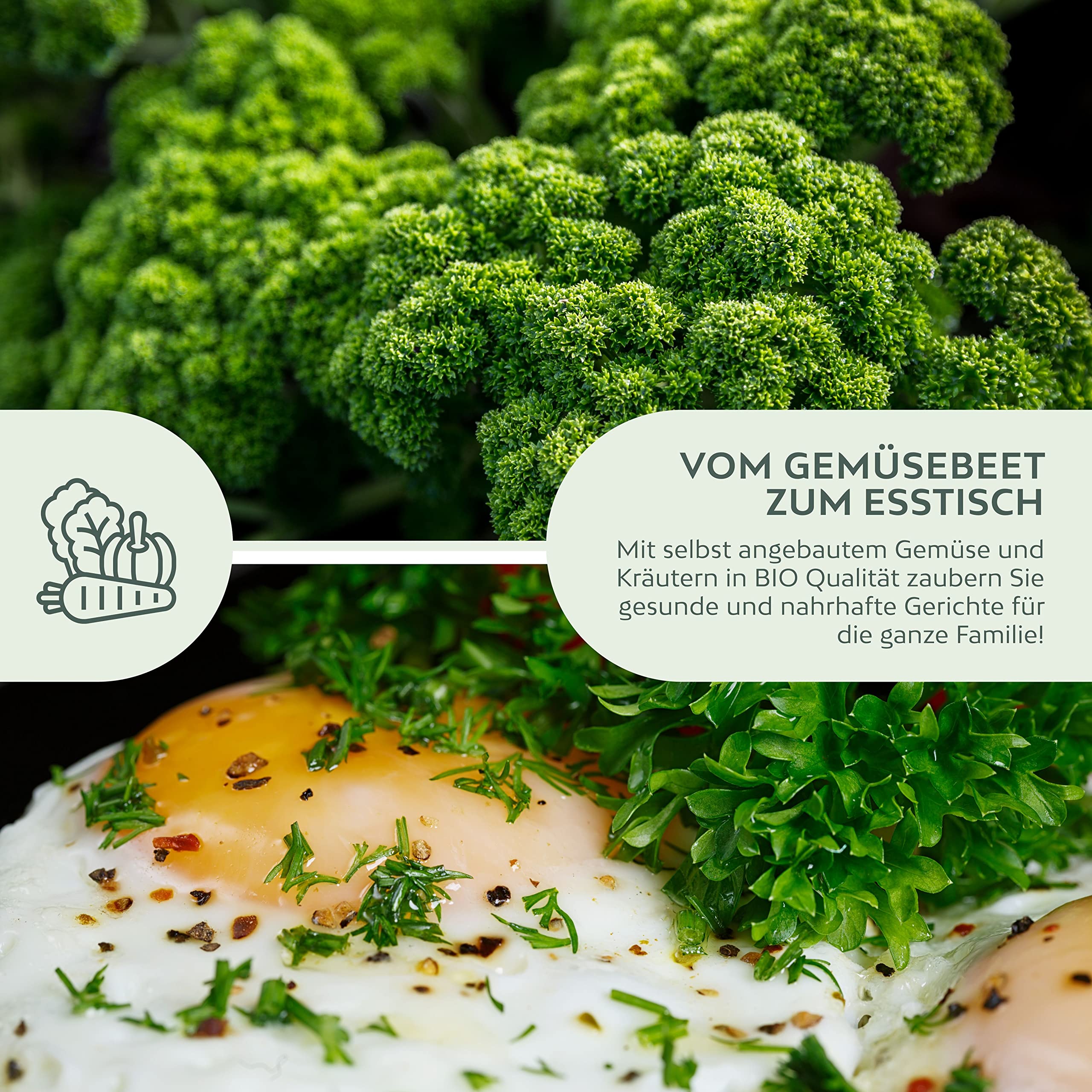 BIO Graines de persil frisé - Graines d'herbes aromatiques pour faire pousser de culture biologique idéal pour le jardin aromatique