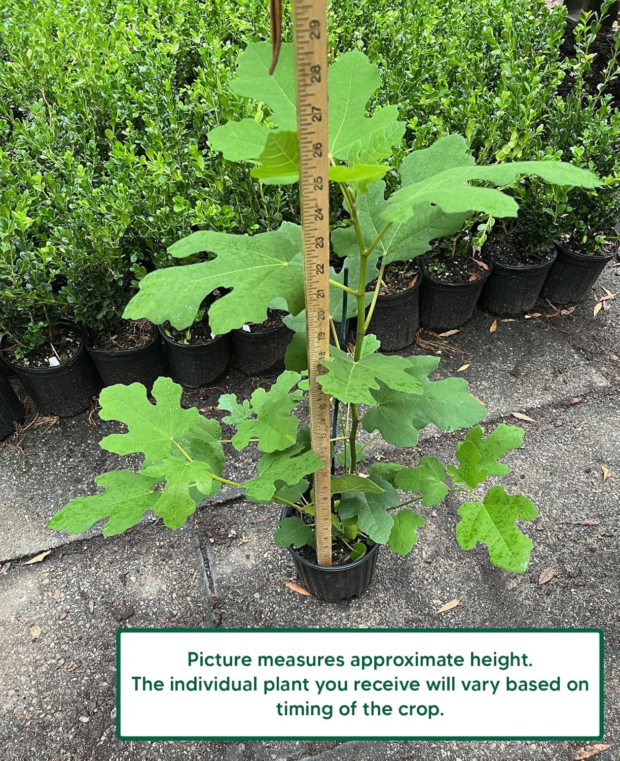 Chicago Hardy Fig - Includes Planting Kit (1 Gallon (2-Pack))