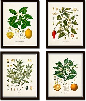 Vintage Fruit Print Set No. 20 Set of 4 Giclee Botanical Prints Home Decor Wall Art - Botanical Prints, Wall Art Prints, Vintage Wall Art, Vintage Wall Decor, Vintage Art Prints, Unframed