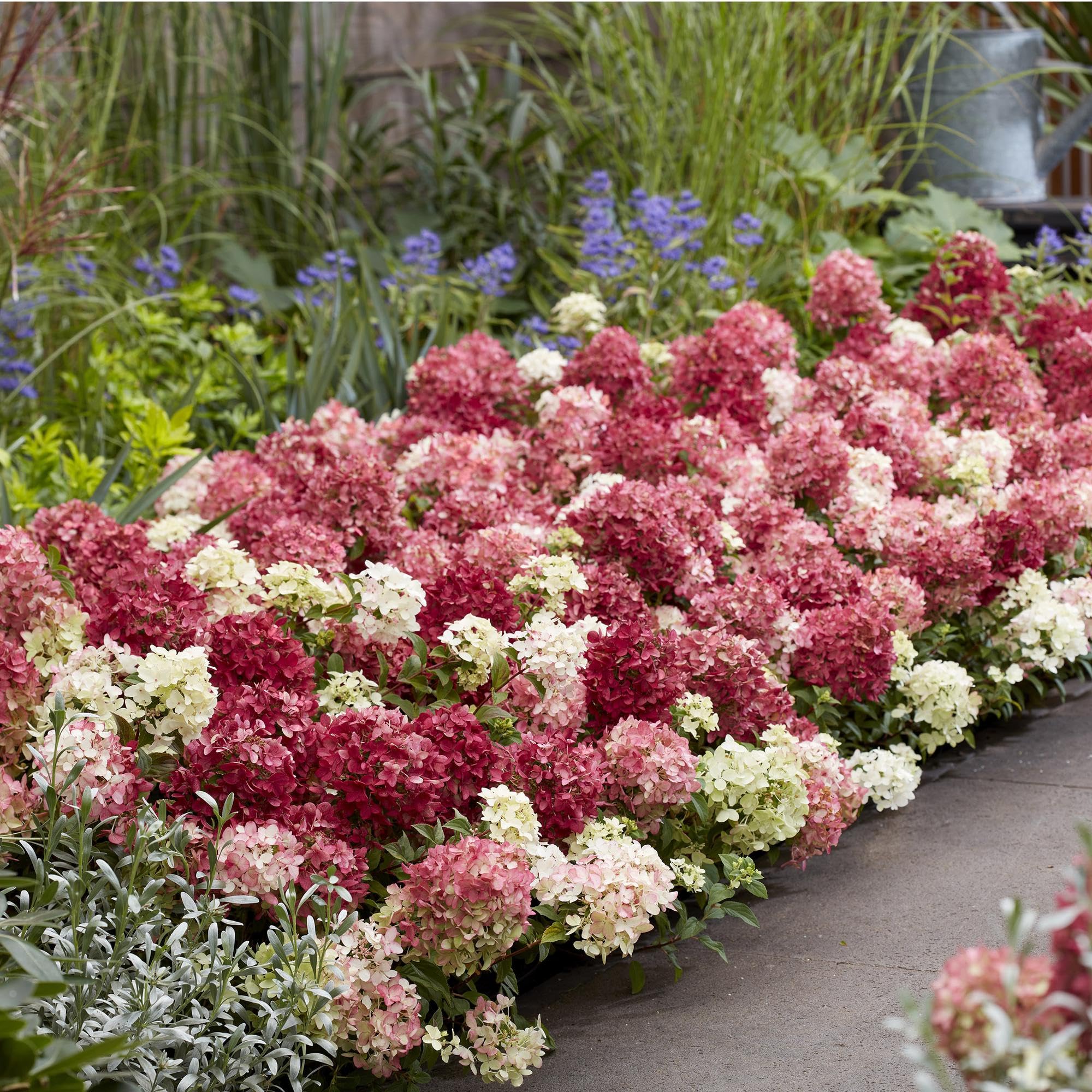 Green boutiQ - Plante de jardin - Hydrangea panniculata Groundbreaker Ruby - Hortensia en panicule - Rustique - Rouge - 2 Plantes - Pot 14cm - Hauteur 20-25cm