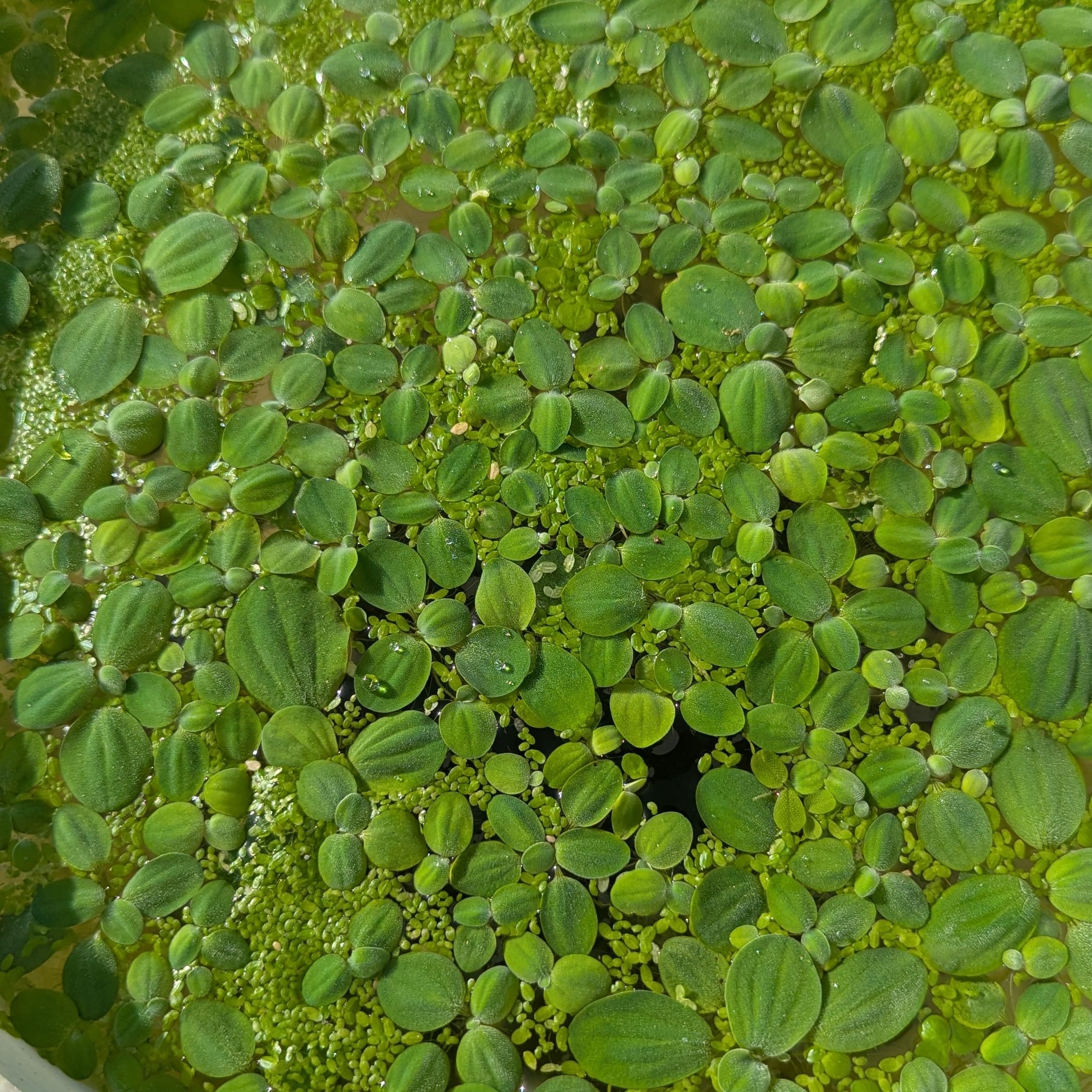 Water Lettuce and Duckweed Mix (Pistia stratiotes, Spirodela polyrhiza and lemna Minor)