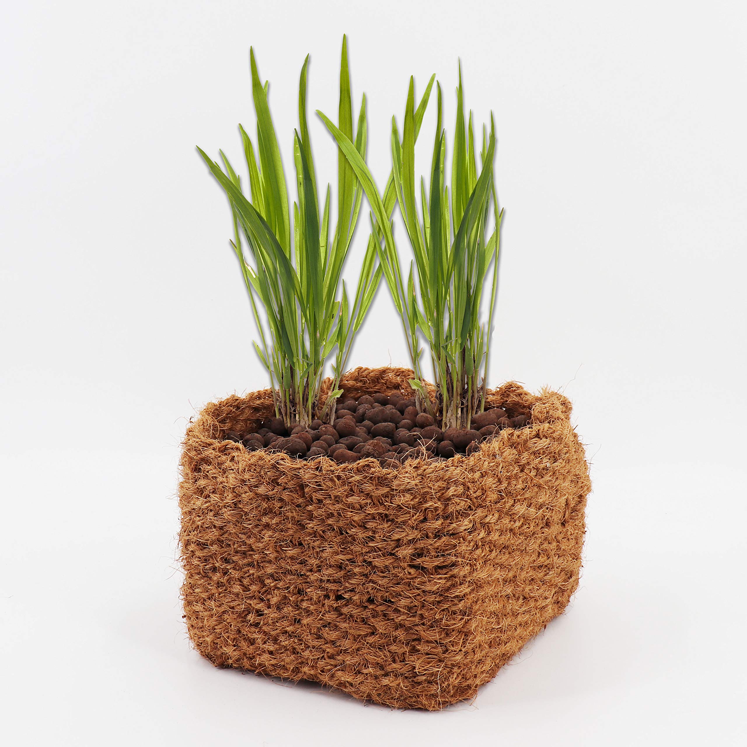 Aquagart - 7 cestini per piante in cocco, 25 cm x 25 cm x 20 cm, per piante da stagno, adatto per acqua, per un laghetto da giardino naturale, senza plastica, cestino per piante acquatiche