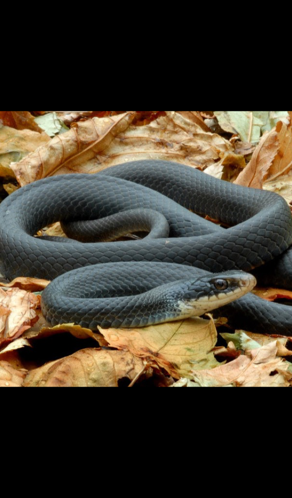Black Mamba Wallpaper -- HD Wallpapers of Black Mamba!-App im Amazon ...