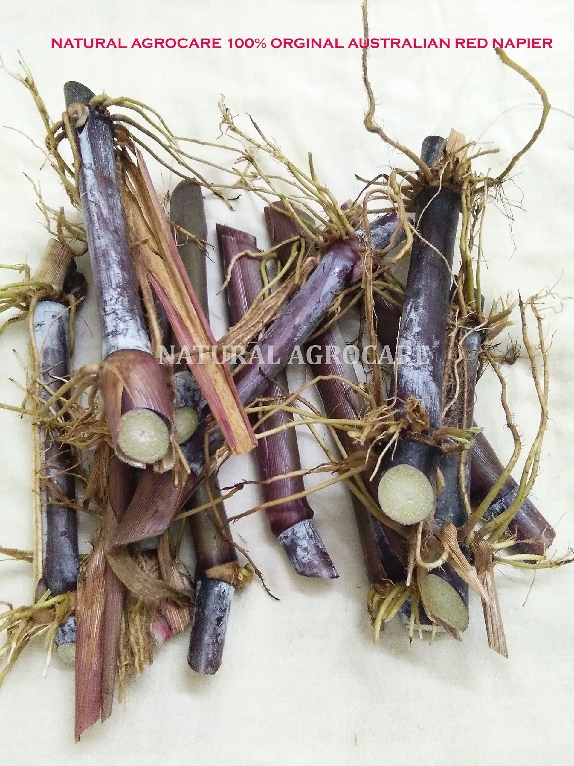Natural Agrocare- Australian Red Napier (Pennisetum purpureum cross) multi-cut hybrid fodder grass slips for Cow, Buffalo, Goat, Sheep, Pig, Poultry, Rabbit (Pack of Super Quality 25 Slips)(B214)