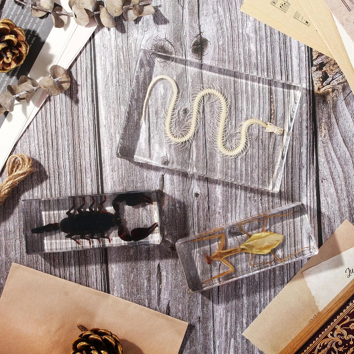 Taxidermy Snake Skeleton Insect in Resin, Real Snake Skeleton Specimens Animal in Acrylic Block Paperweights Specimen for Science Education Desk Decor (Snake Skeleton)