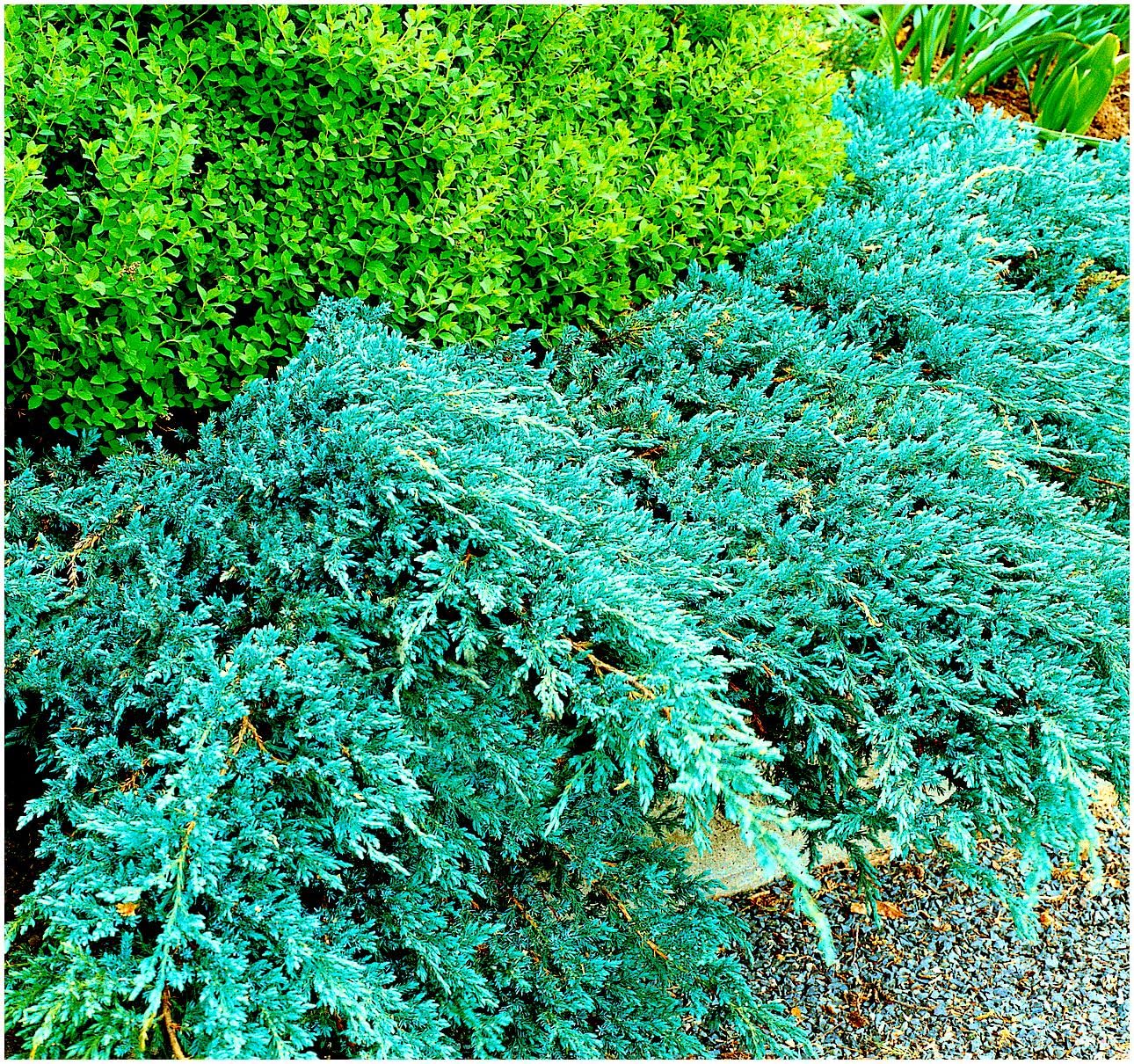 GrowOn Shrubs [x3] Dwarf Conifer Juniperus Squamata 'Blue Carpet' | Multi-Pack | Evergreen Shrubs | Outdoor Garden Ready Plants