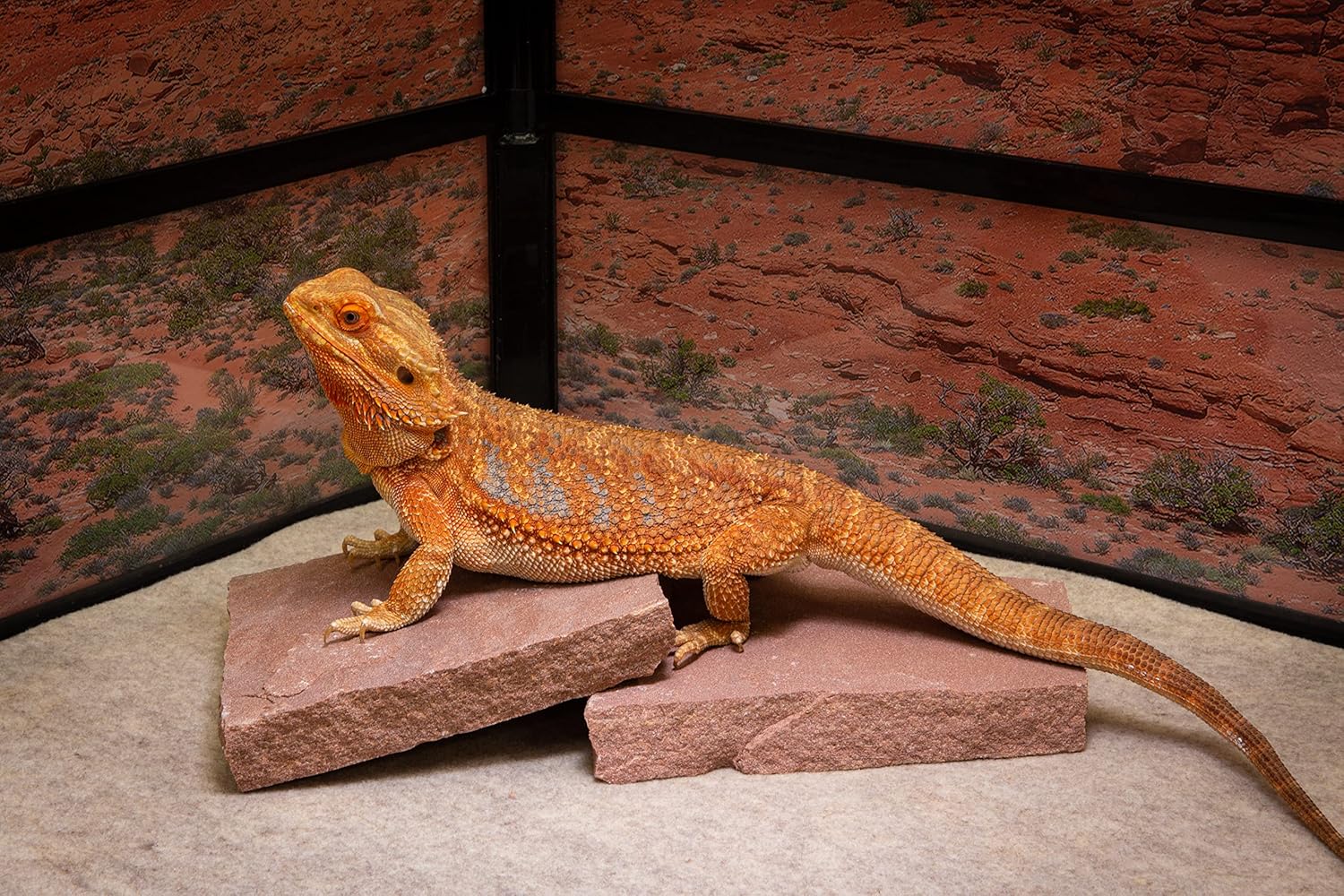 CAROLINACUSTOMCAGES Natural Habitat Basking Rocks for Reptiles, Wyoming Rose, Medium Size Pair, Carolina Custom Cages