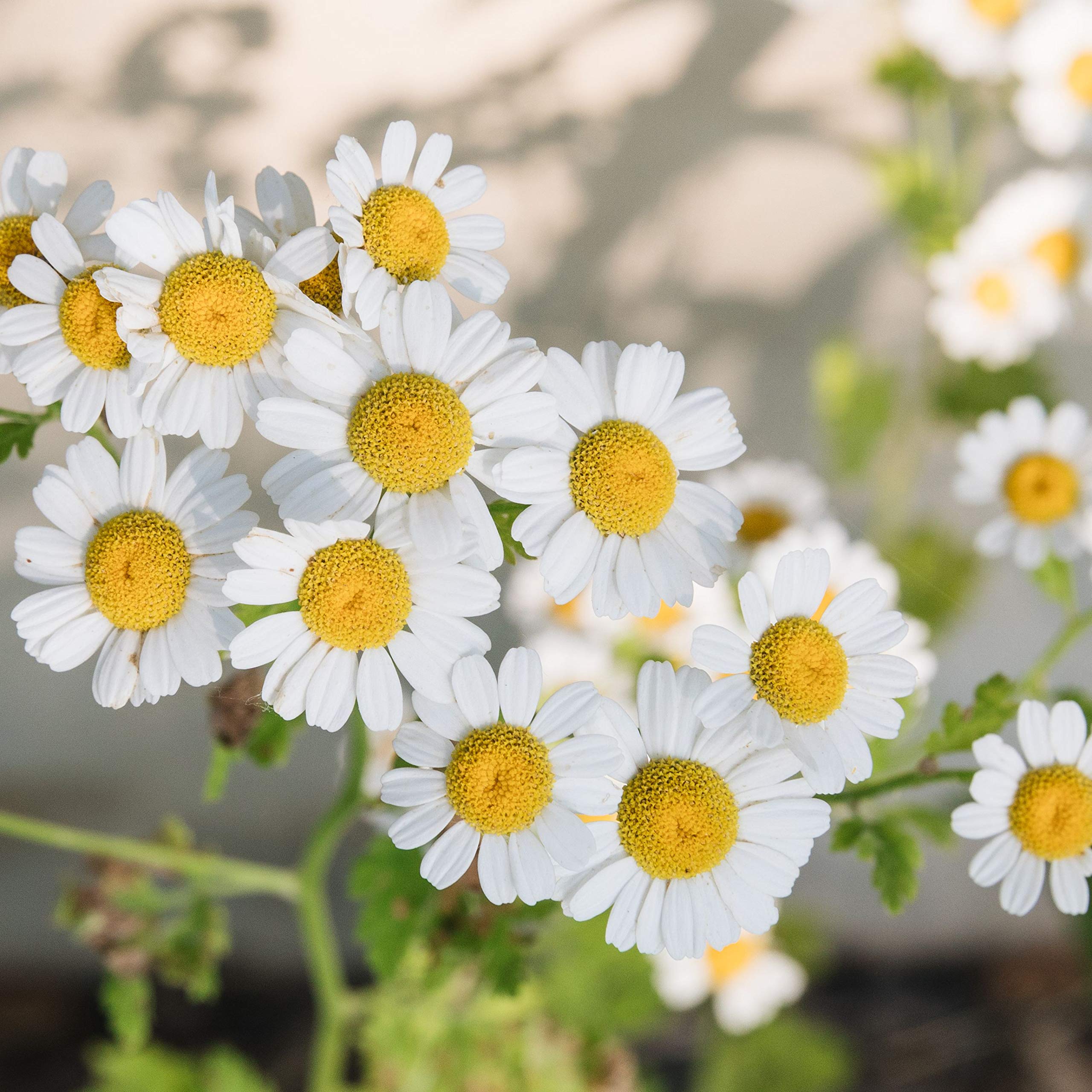 Plantogallery® Herb Seeds | Chamomile Exotic Herb Seeds For Home Gardening - (Pack of 100 Seeds) (B08KWCSM1Y) Amazon Price History, Amazon Price Tracker