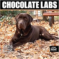 Vista 57 de MICASA PRESS Corgi Butts - Calendario de pared 2026 de 12 meses 12 x 24 pulgadas abierto Papel grueso y resistente Regalo de vacaciones