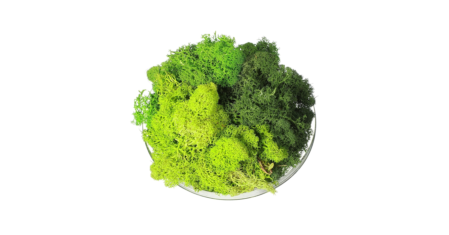 Amazon.com: Canlierr 9 Oz/ 255 g Total Fake Green Moss for Potted