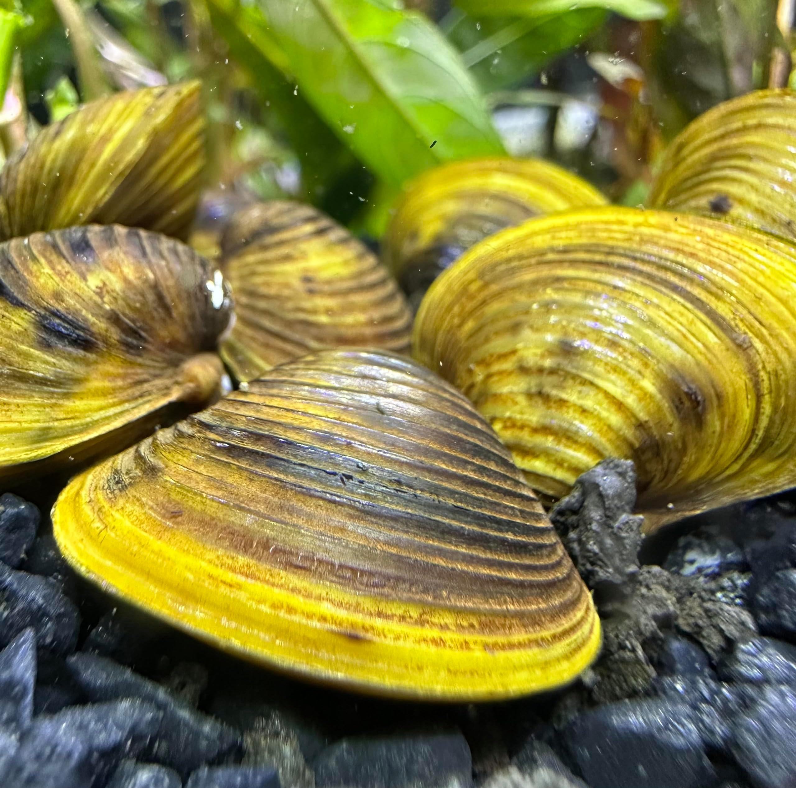 AquaticMotiv Freshwater Gold Clam (3 pack) - Live Aquarium Pond Clam
