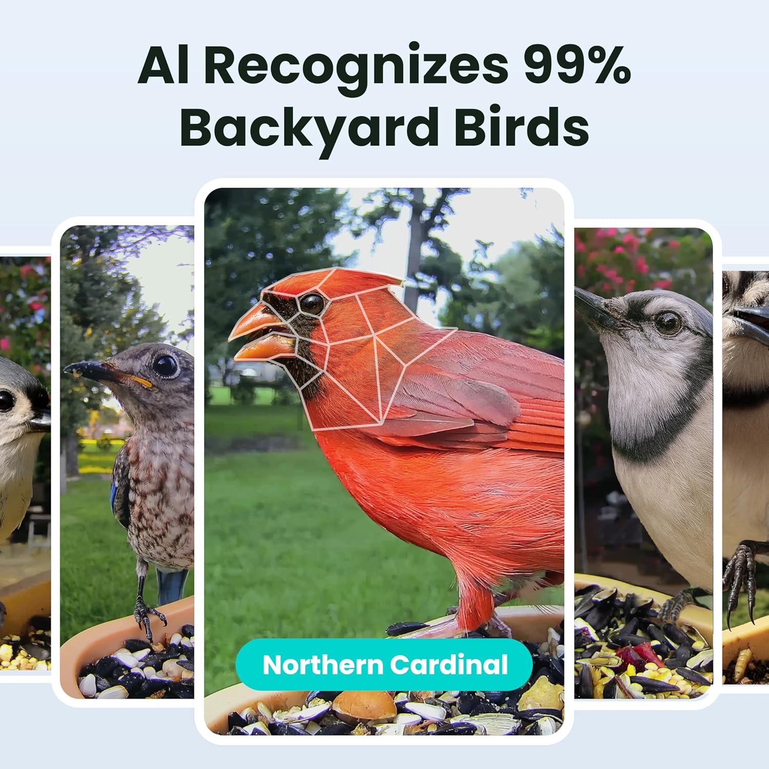 Birdfy Smart Bird Feeder Camera with AI recognition identifying a Northern Cardinal