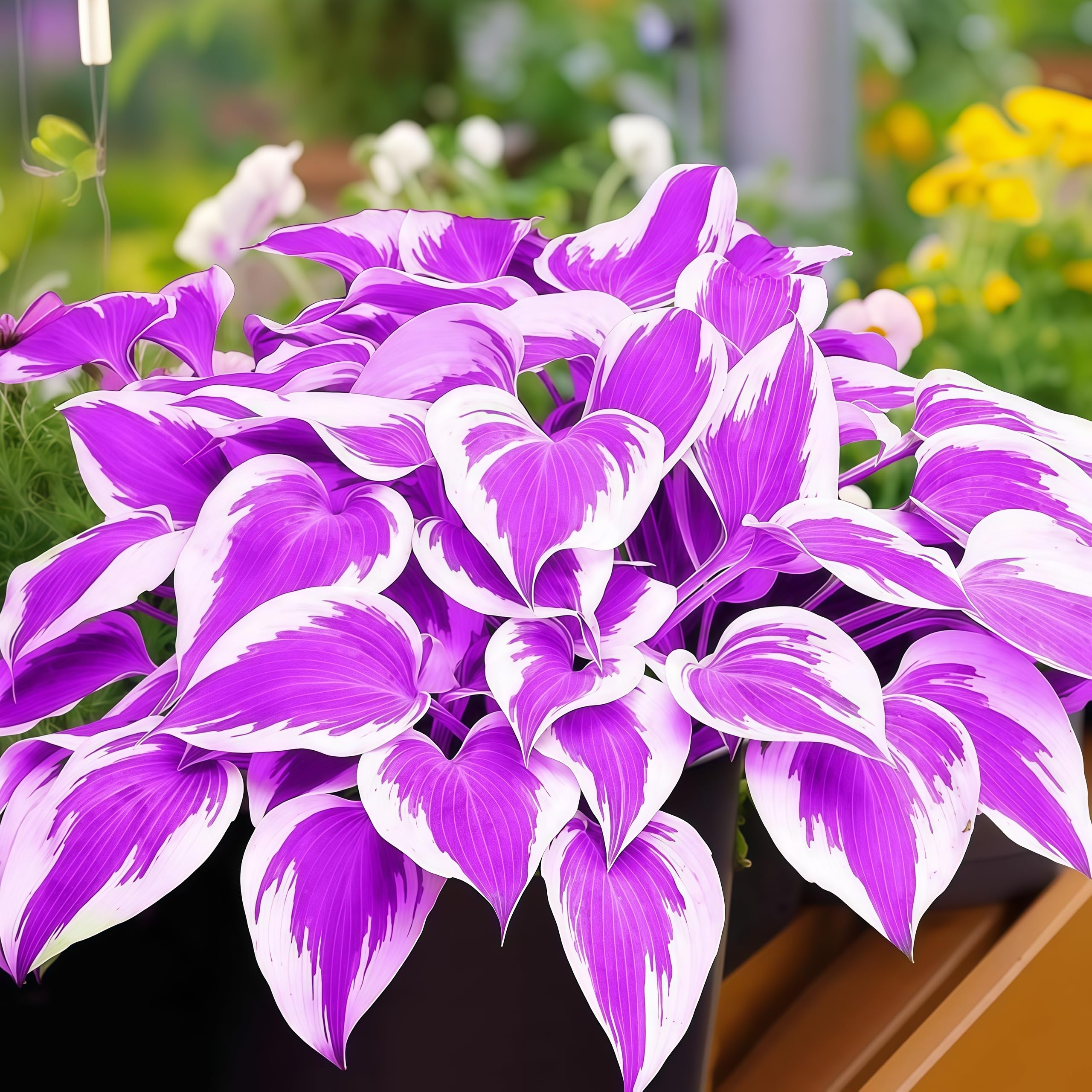 Hosta Perennial, Fragrant Flowers, Rare and Beautiful Hosta Bulbs in Bulk,Planting for Stunning Garden Displays-8 Bulbs-G