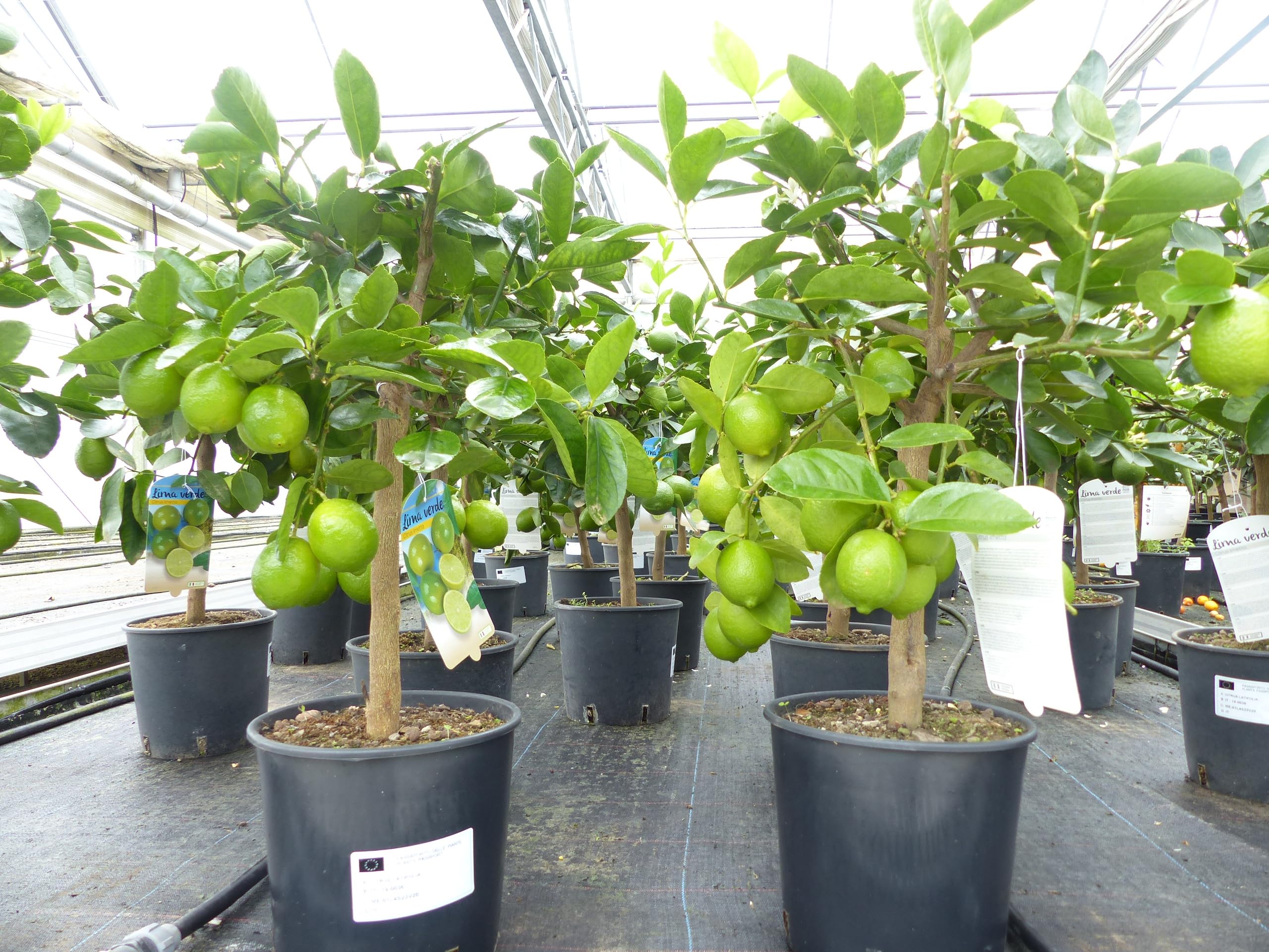 gruenwaren jakubik echte Caipi Limette Limettenbaum Citrus Lime 75-90 cm Zitruspflanze