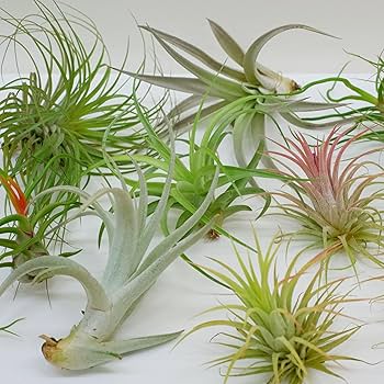 エアプランツ　セット Amazon｜エアプランツ (5種類セット) おまかせセット チランジア