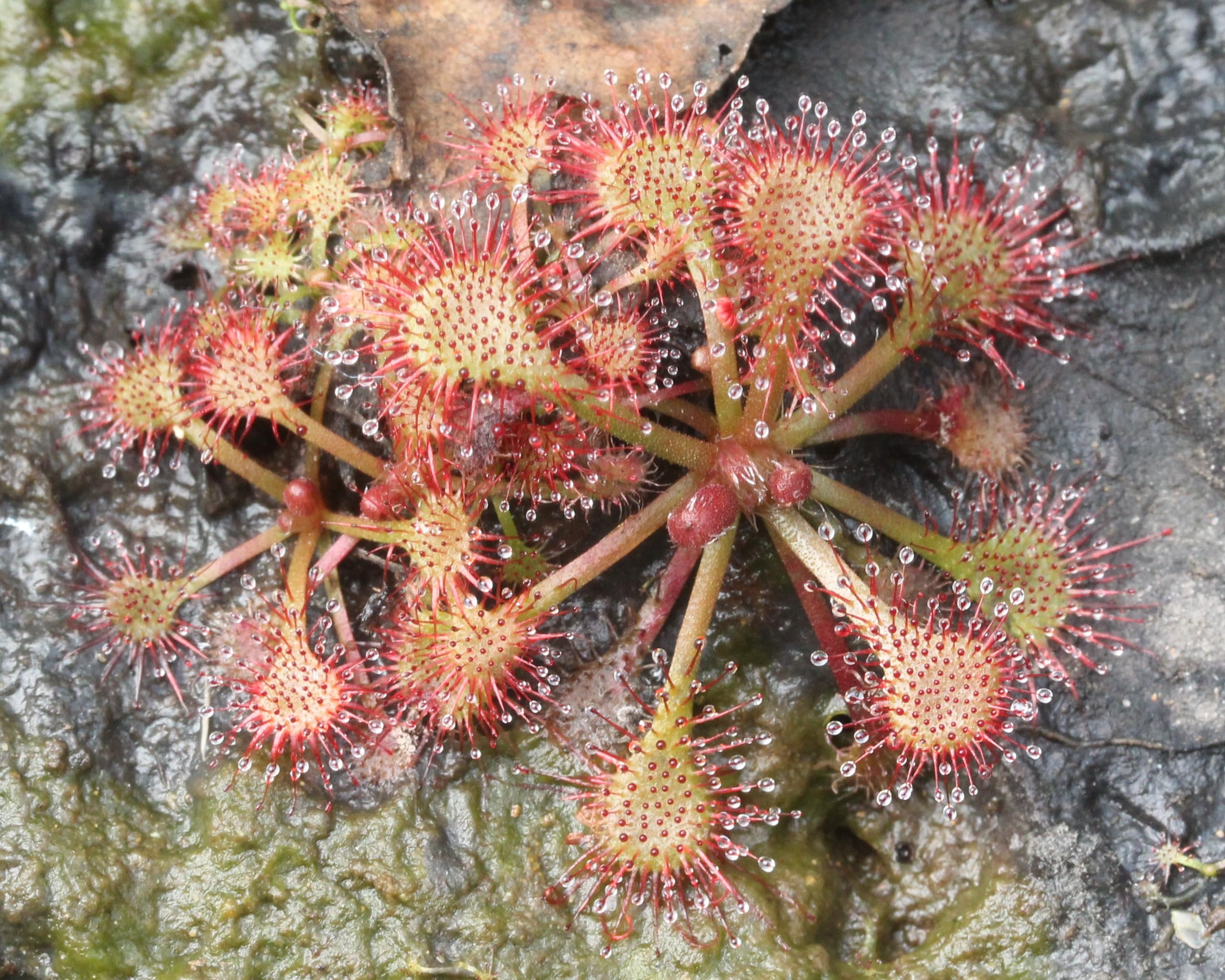 Live Carnivorous Plant Drosera Tokaiensis (insectivorous beautiful, low-profile, rossetted, sundew, polyploid) (B0CLRZ1NS8) Amazon Price History, Amazon Price Tracker