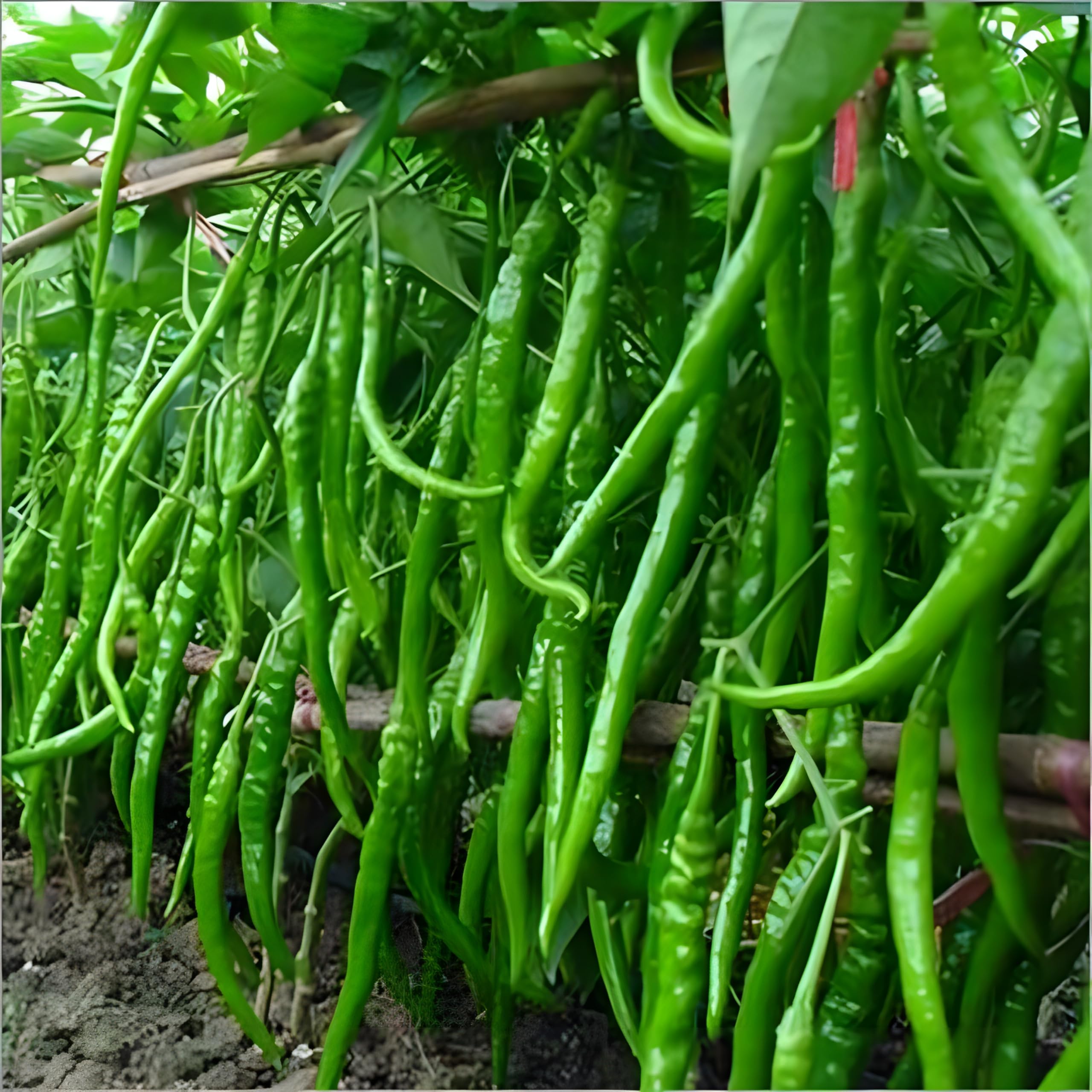 Bullet Chilli Vagetable Seeds Hybrid (Pack of 100 pcs) for Home Garden, Outdoor Plant Seed-image-30