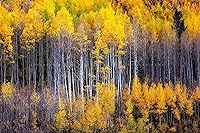 Vista 1 de Forest Photography Print (Not Framed) Picture of Aspen Trees Appearing as Reflection on Side of Mountain on Autumn Day at Maroon Bells Colorado