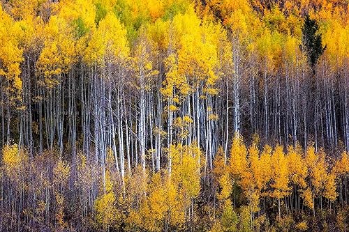 Forest Photography Print (Not Framed) Picture of Aspen Trees Appearing as Reflection on Side of Mountain on Autumn Day at Maroon Bells Colorado