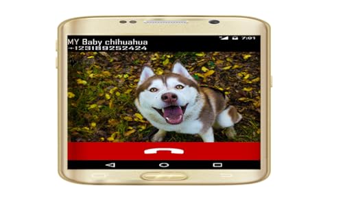 Fake Call From Your Husky Dog, Puppy Calling Prank for Siberian Huskies Dogs Lovers and Pet Owner -