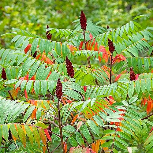 Miniatura 1 de CHUXAY GARDEN 75 semillas Red Rhus Glabra, zumaque liso, zumaque escarlata, árbol de vinagre arbusto caducifolio control de erosión grandes