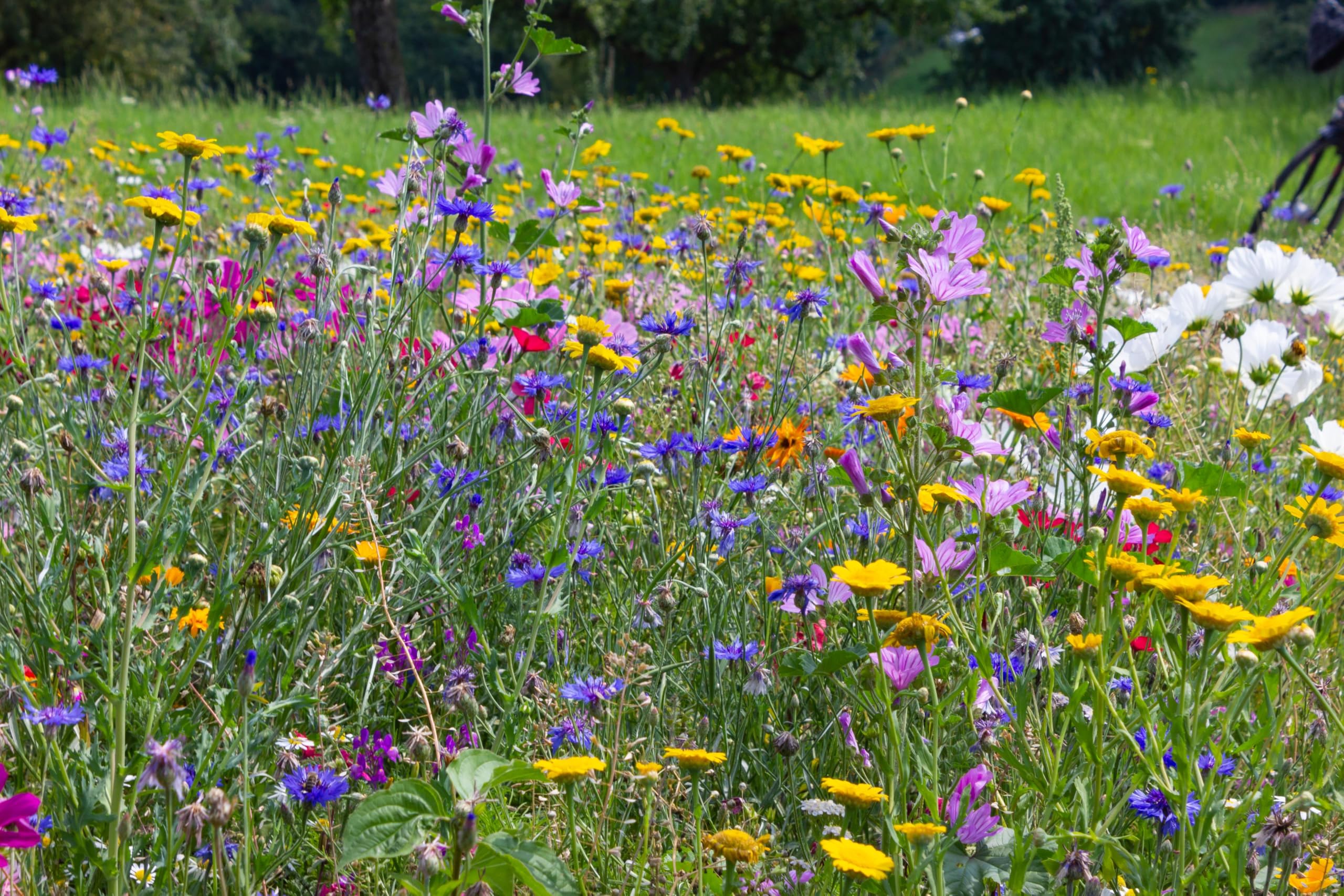 Blumenwiese mit über 70 Blumenarten und Wildkräuterarten, insektenfreundliche Blühwiese, Bienenweide, ein- und mehrjährige Arten für Schmetterlinge, Bienen & Hummeln (200qm = 200 Gramm)