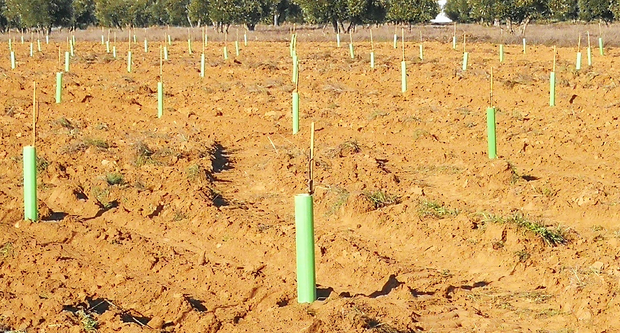 Todo Cultivo Protector Árbol Perforado y Biselado de 60 cm. de Altura. Envase de 180 Unidades. Protección contra Animales de tamaño pequeño y Medio.