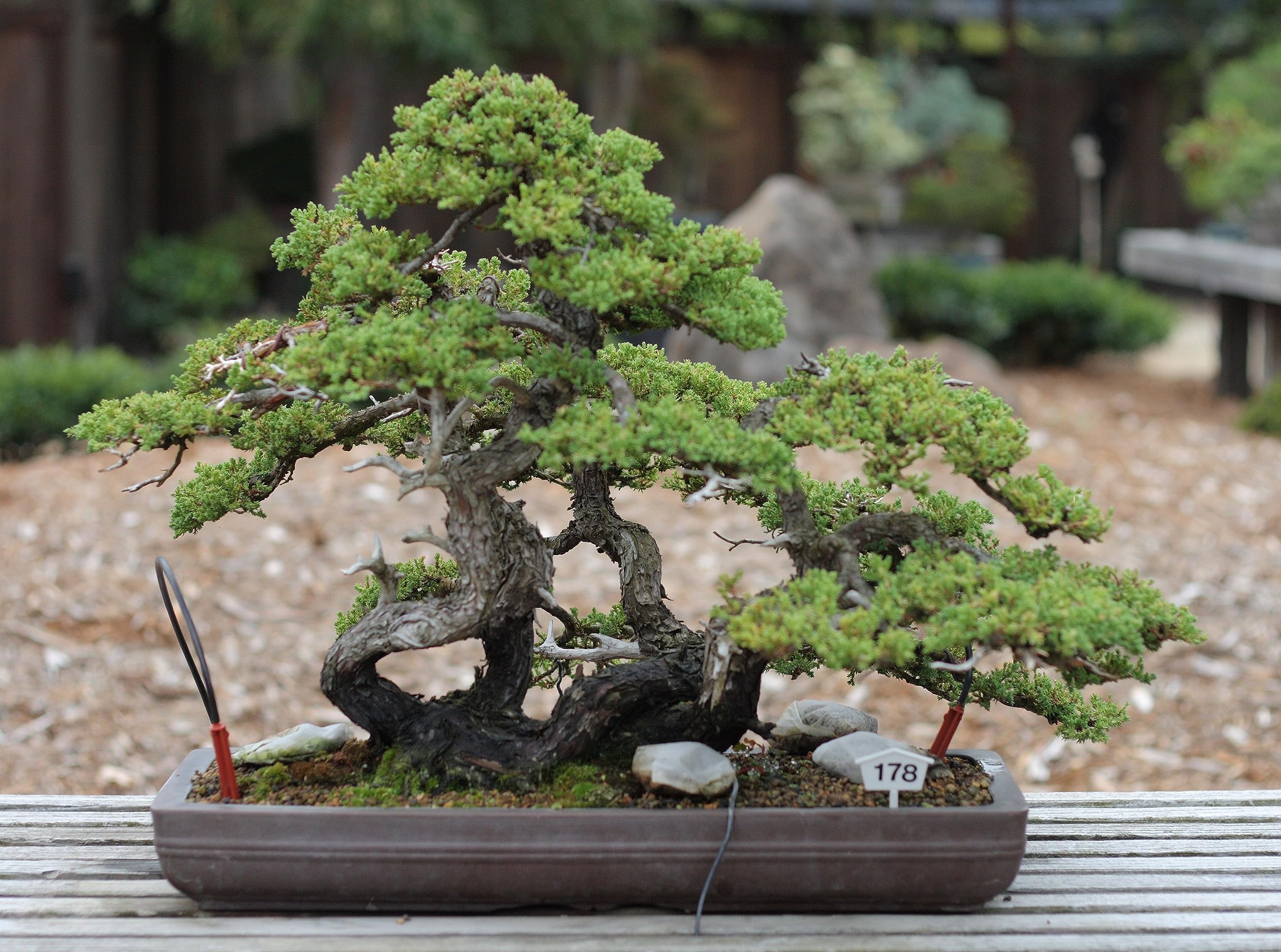 Sustrato Akadama (SSS_1-2mm) 14L. Ibaraki Triple Línea. Procedente de Japón específico para su uso en el cultivo de bonsáis