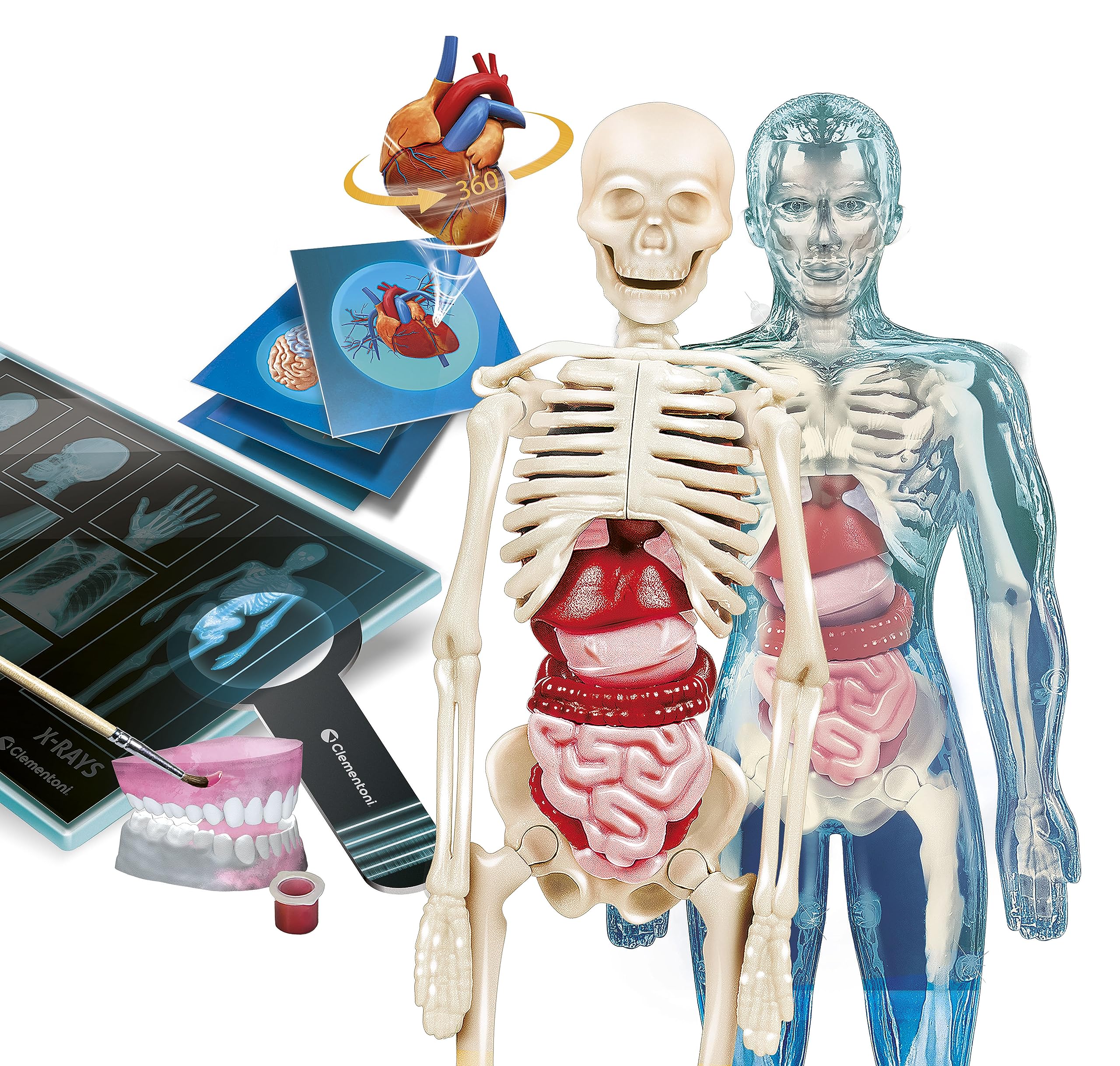 Clementoni Superanatomía - Juguete científico de anatomía con App dedicada y Realidad Aumentada, para Descubrir el Cuerpo Humano, a Partir de 8 años, Juguete en español (55509)