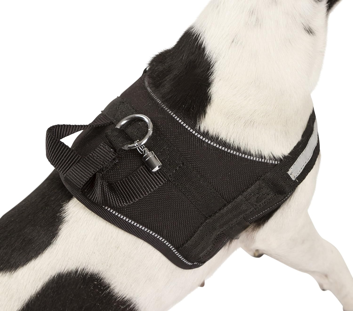 Kerbl Maestro 1.0 Harness with Ident Tube, 15 mm x 30-38 cm, Black